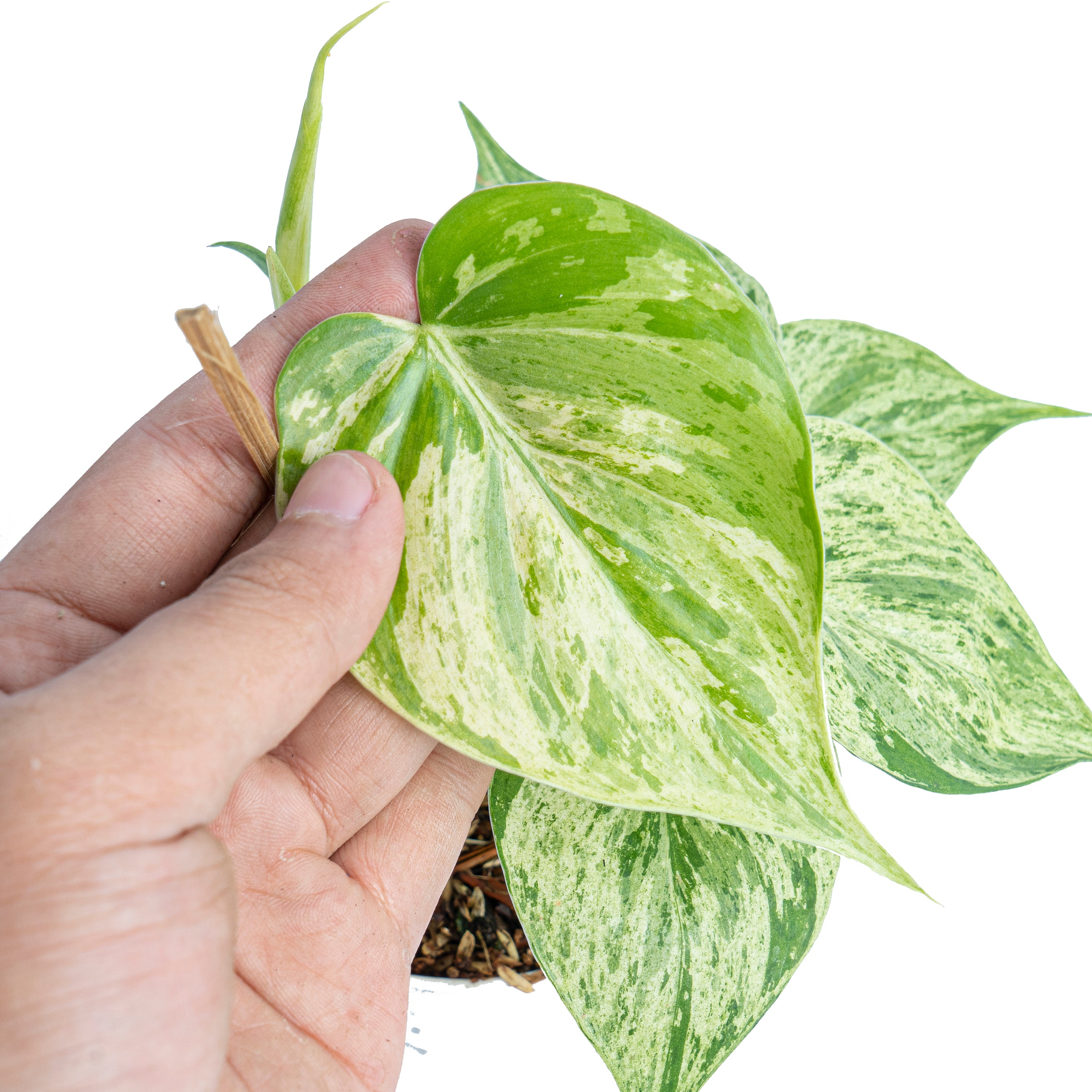 Philodendron hederaceum variegated