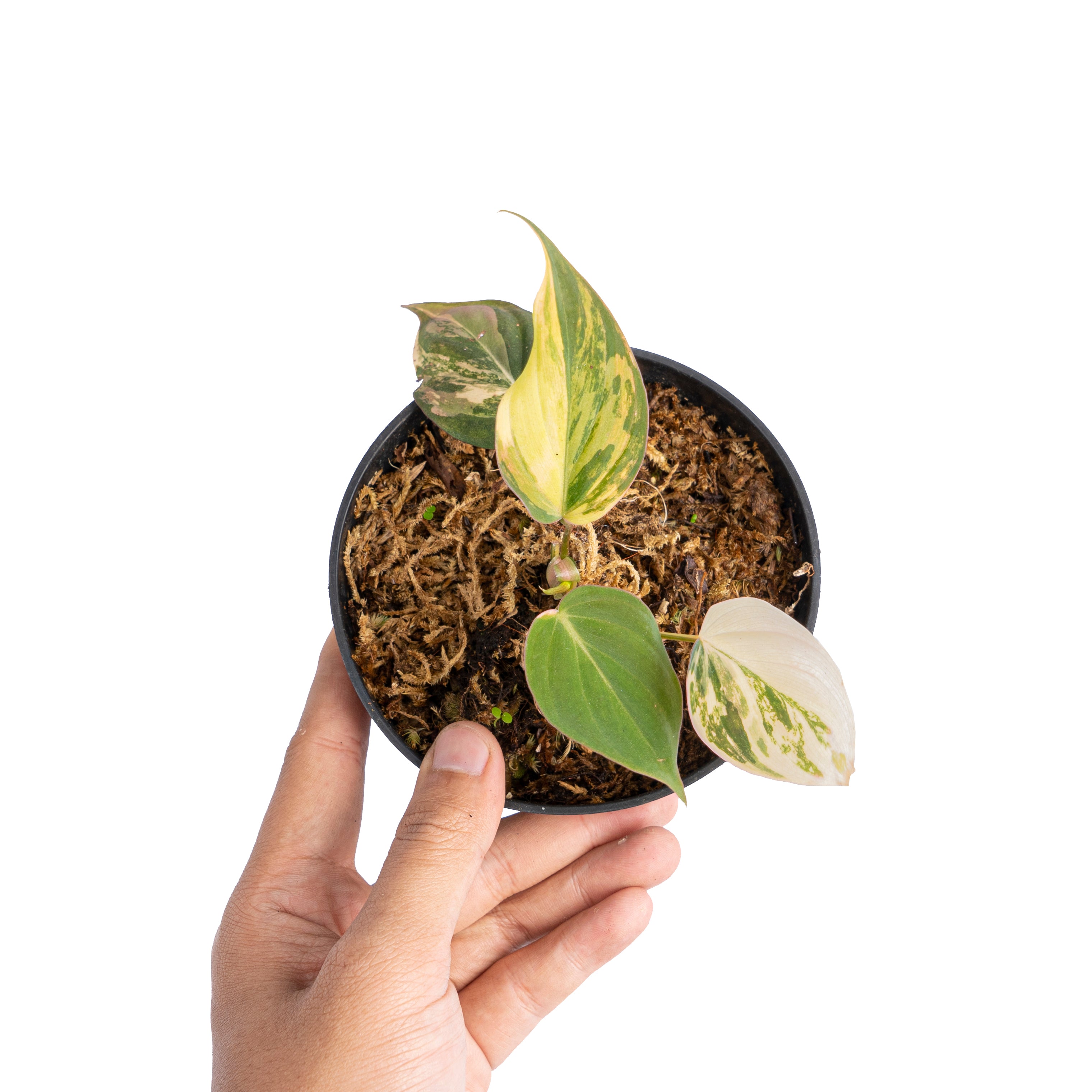 Philodendron micans variegated
