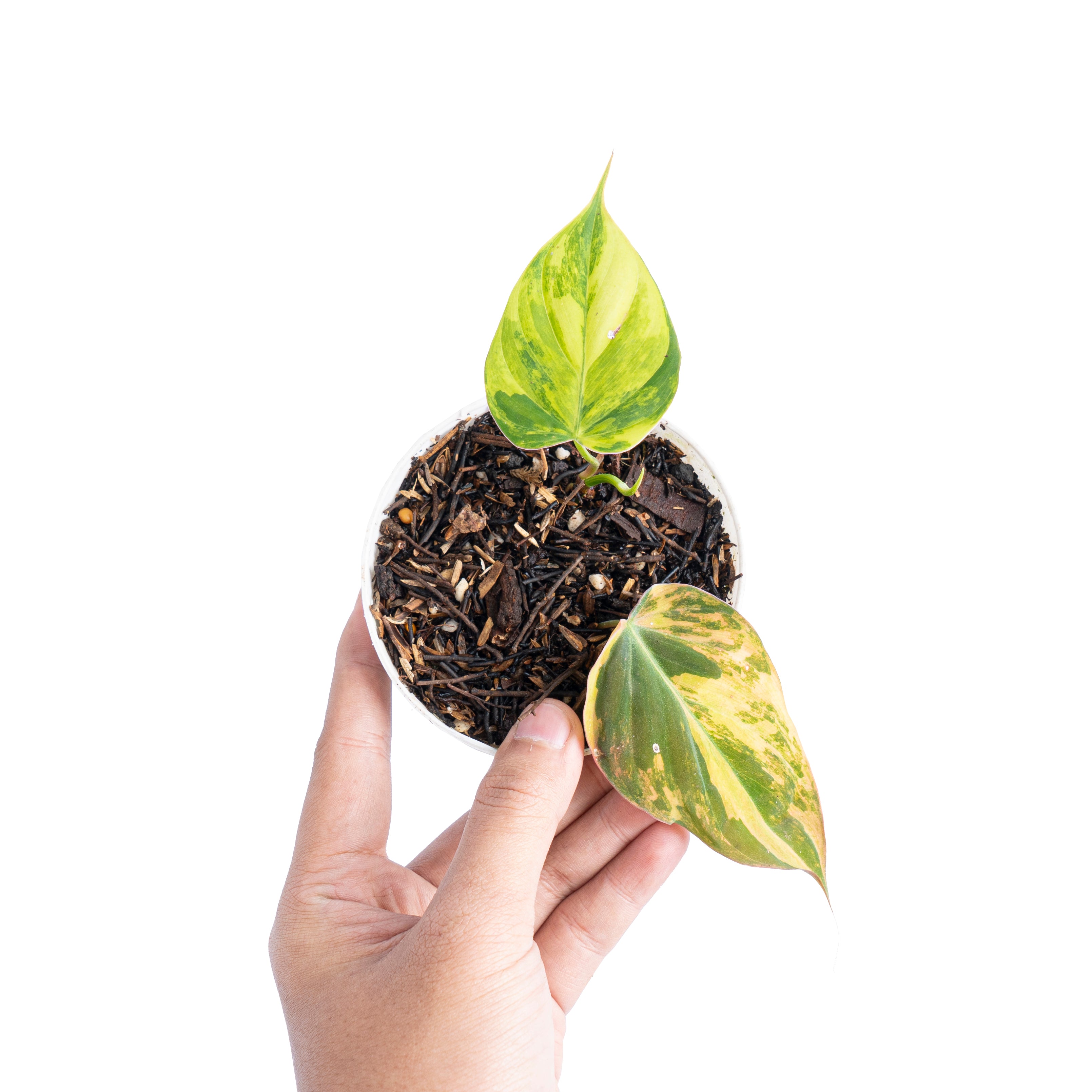 Philodendron micans variegated - Aroidmarket