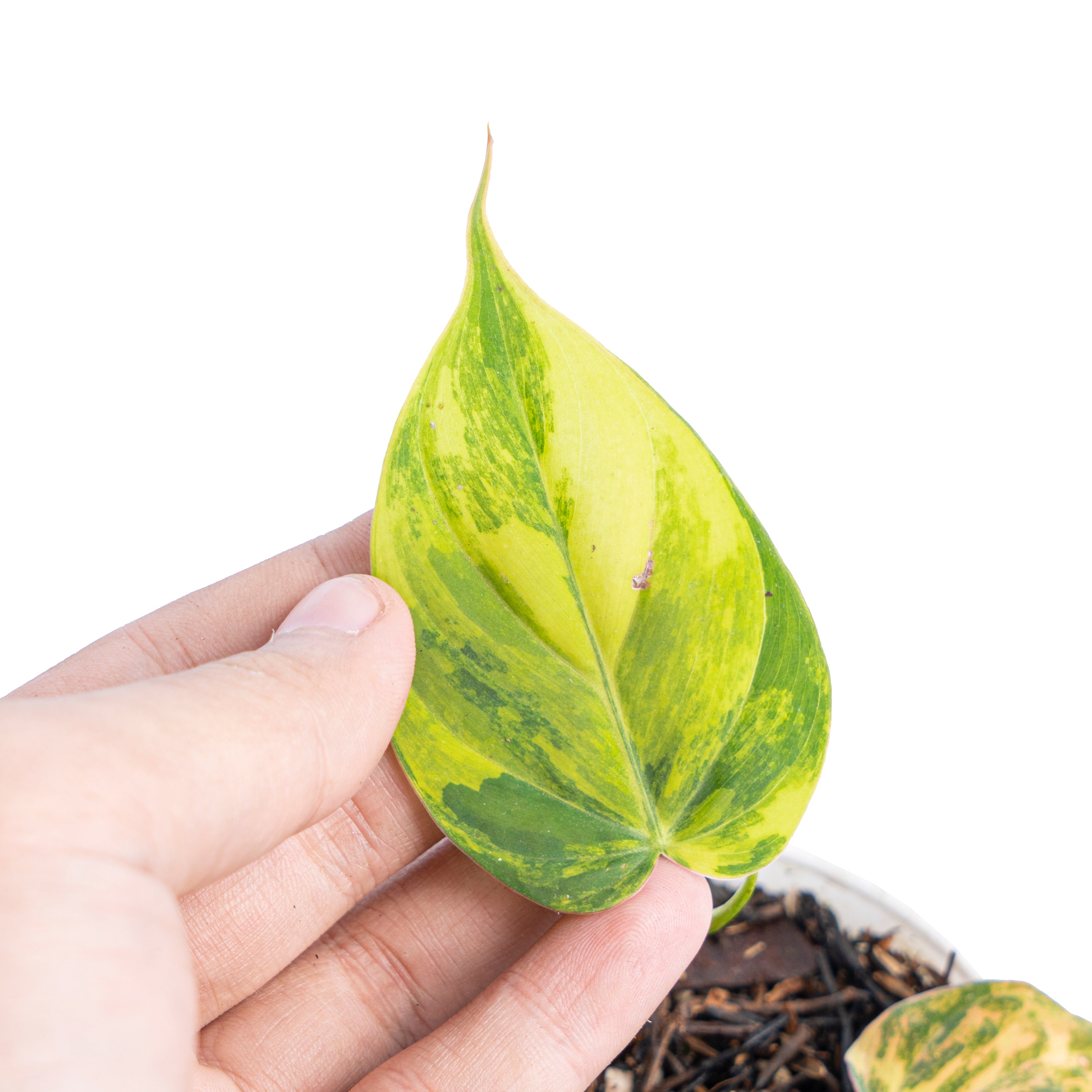 Philodendron micans variegated - Aroidmarket