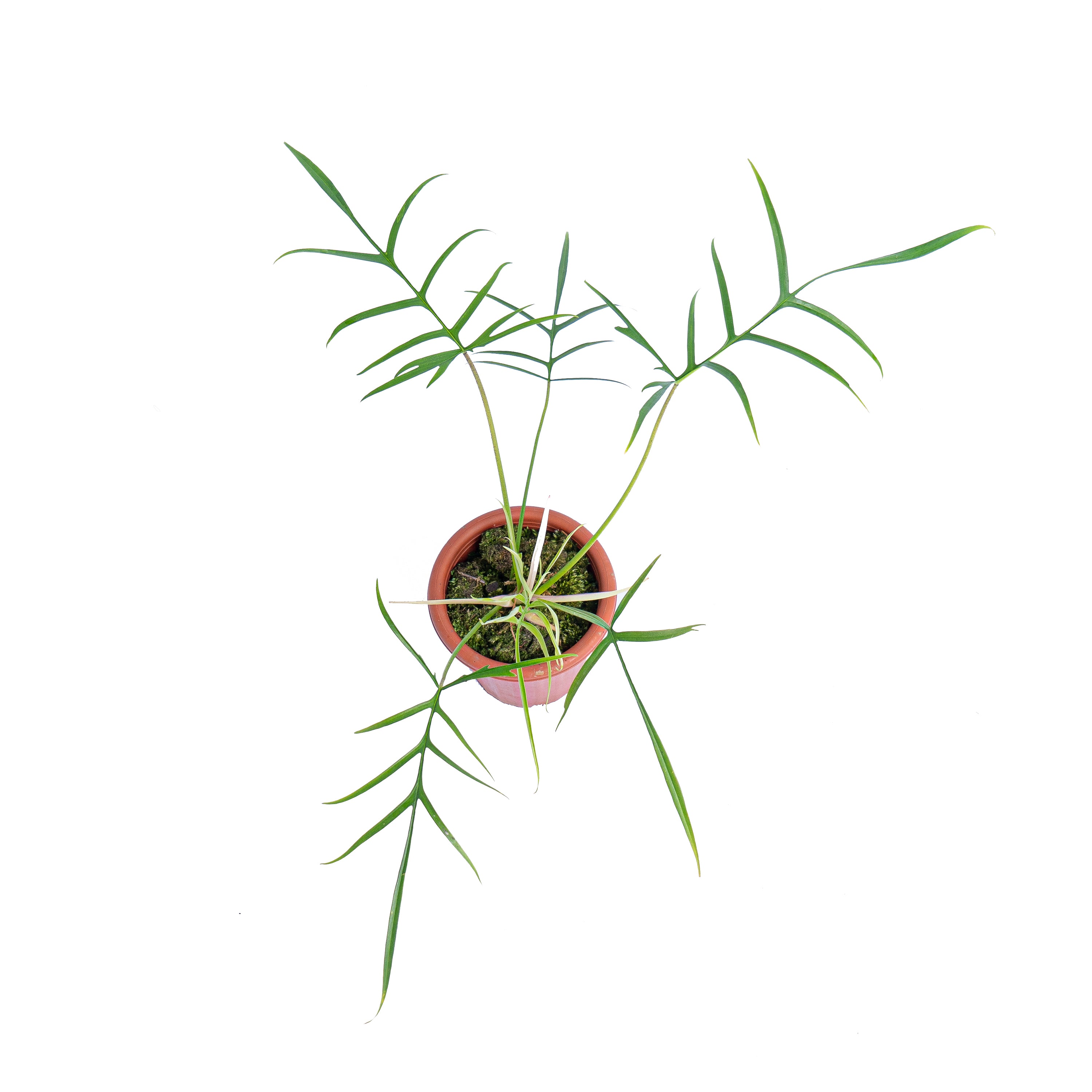 Philodendron polypodioides