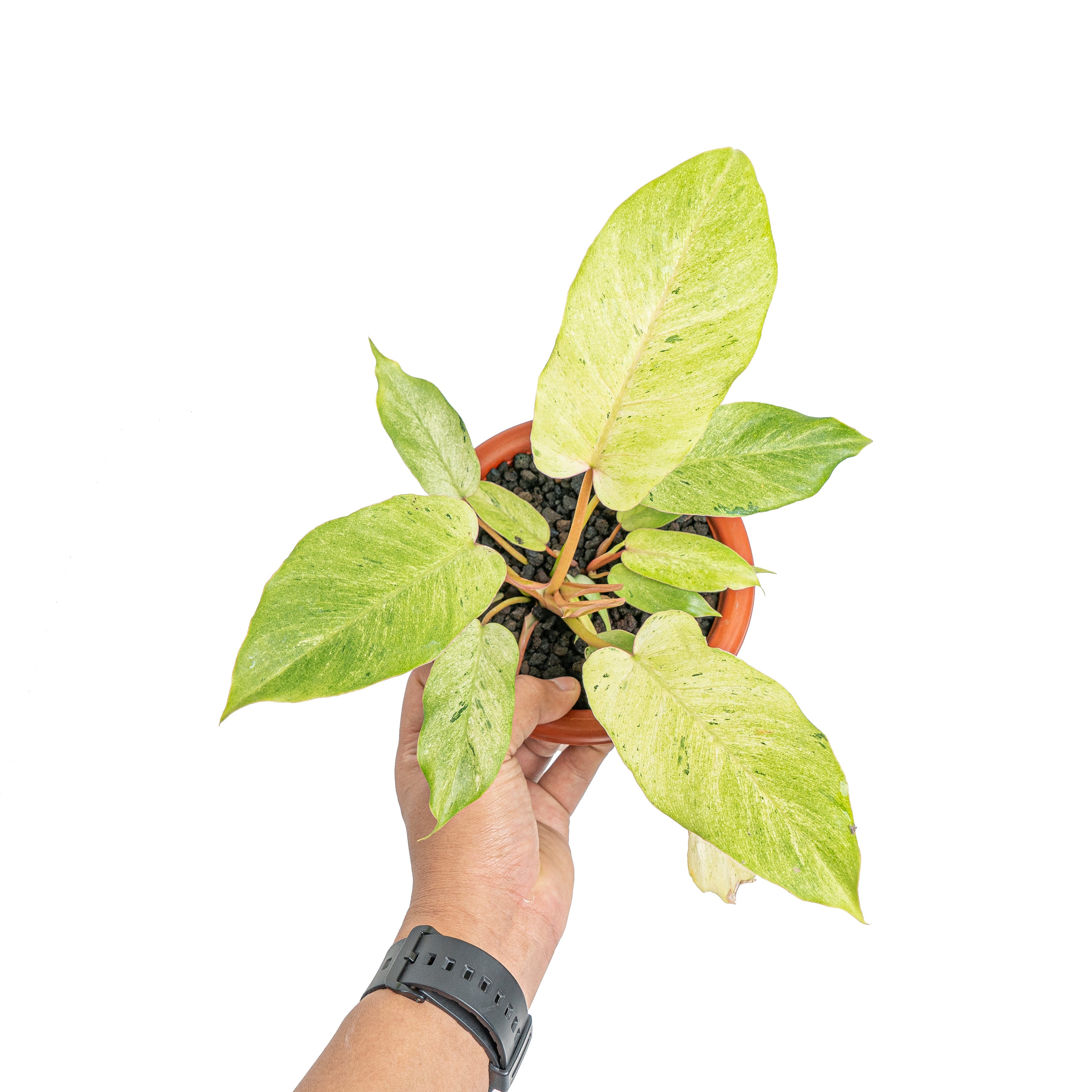 Philodendron snowdrift variegated