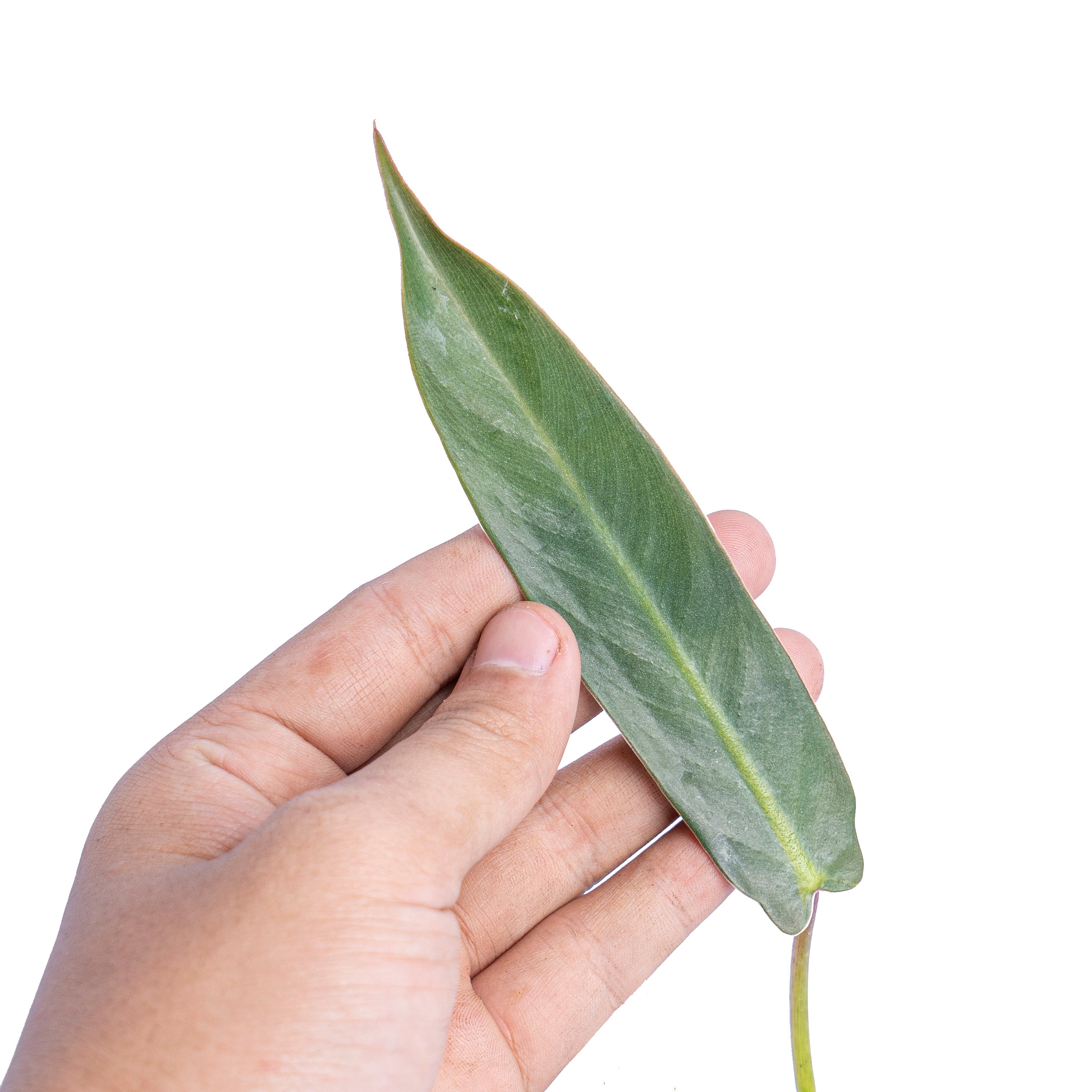 Philodendron spiritus sancti