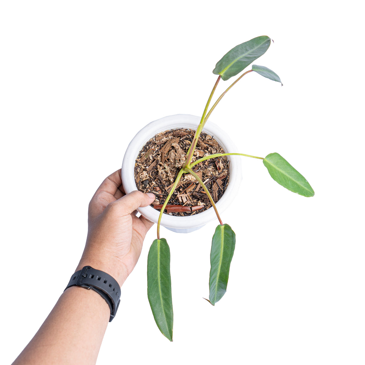Philodendron spiritus sancti