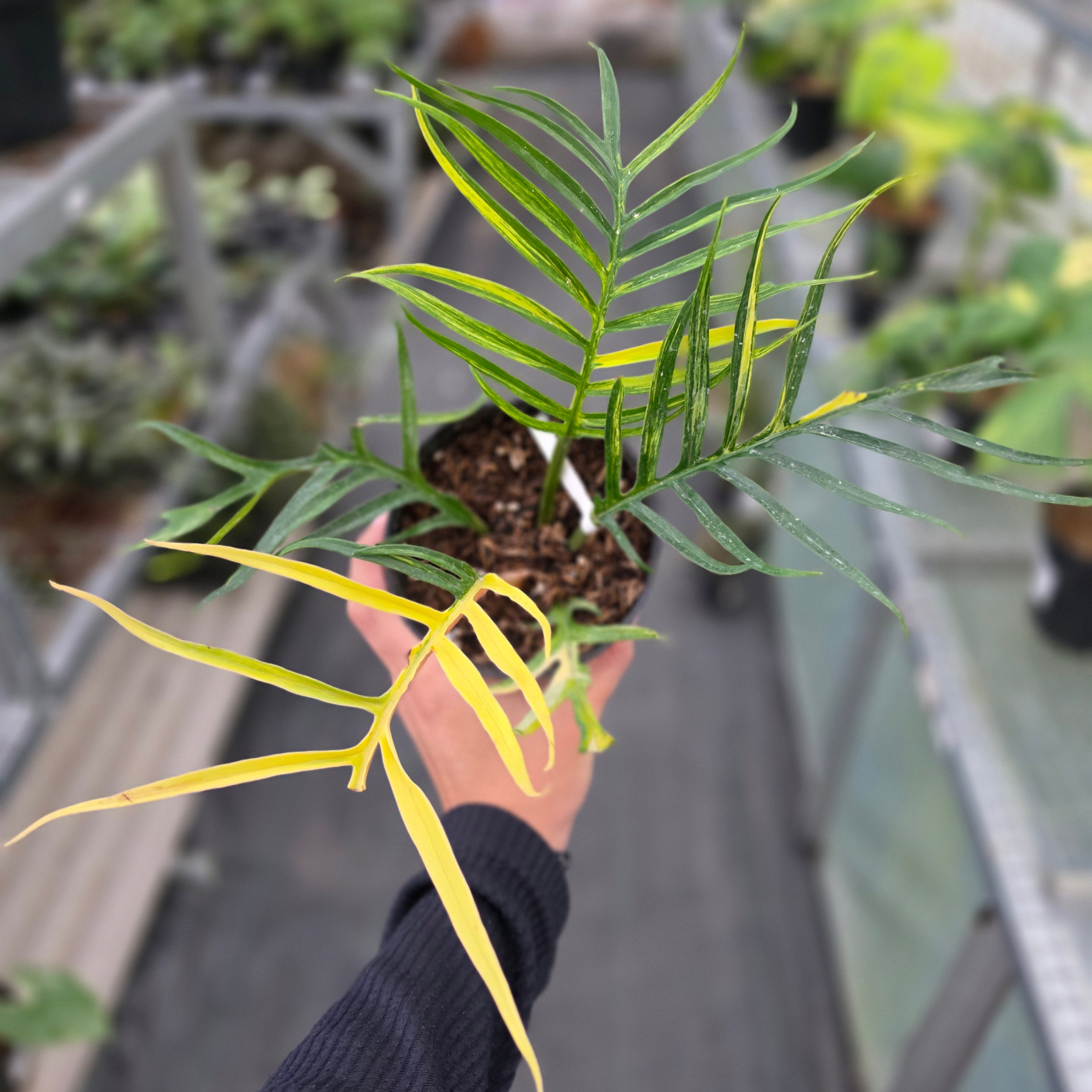 Philodendron tortum variegated