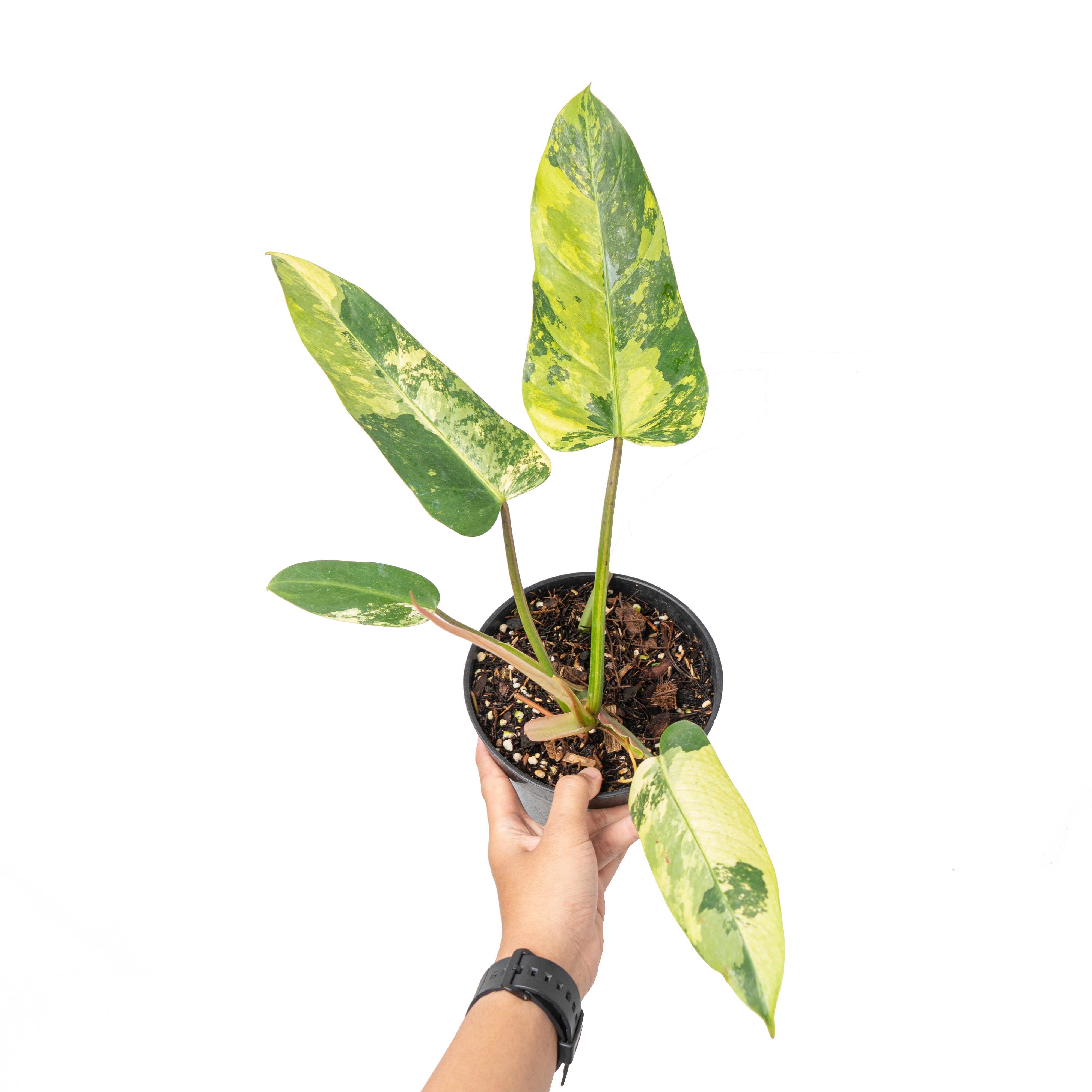 Philodendron whipple way variegated