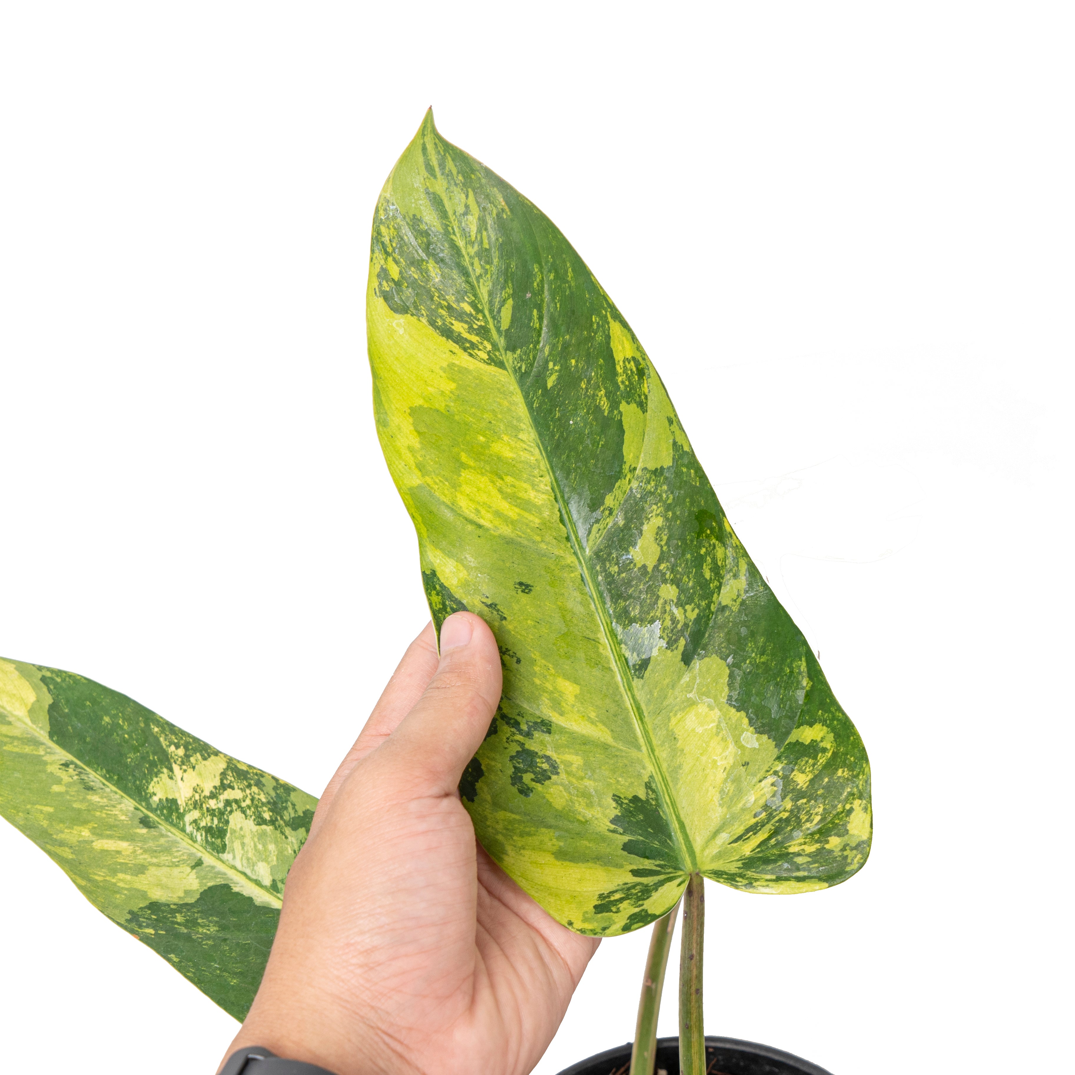Philodendron whipple way variegated