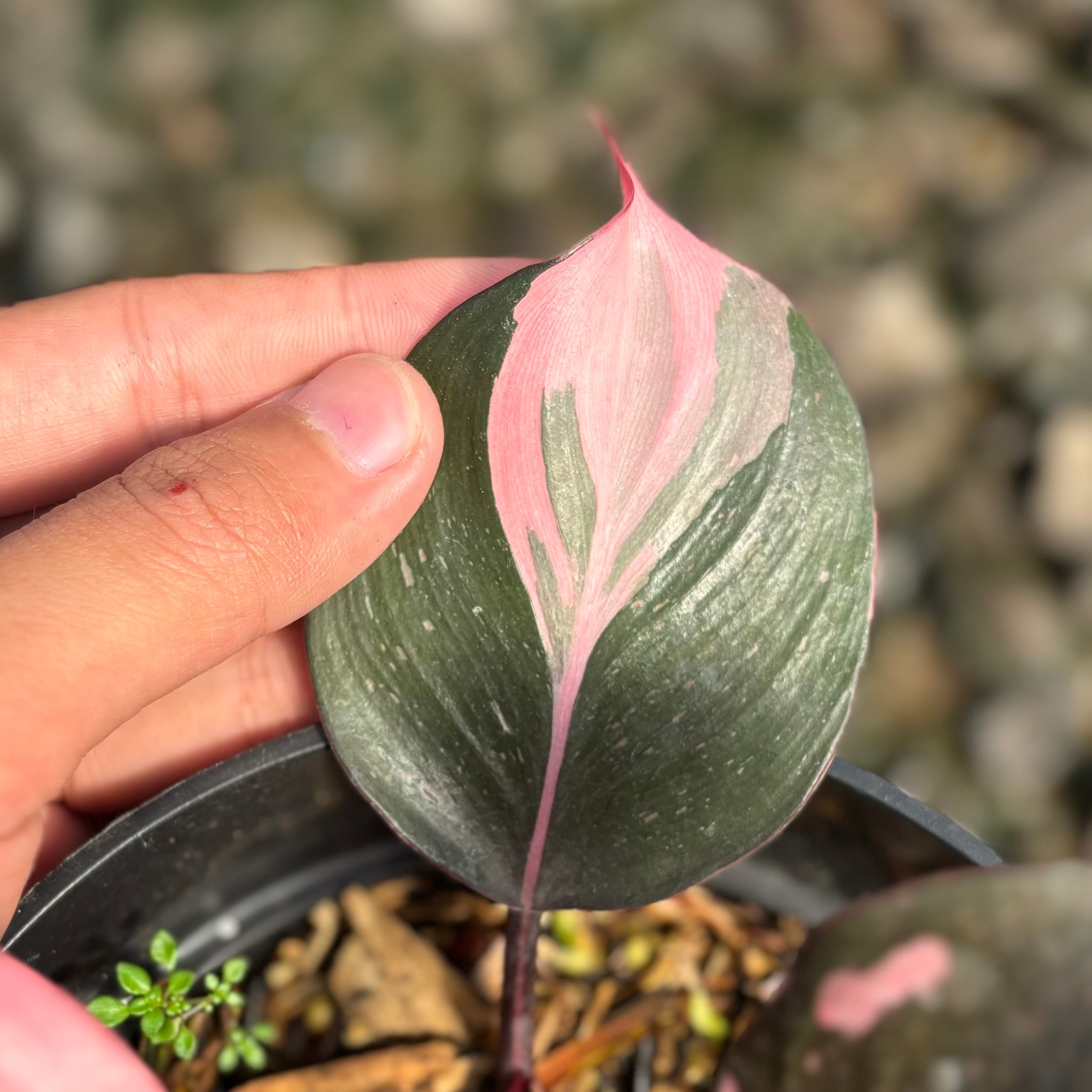 Philodendron white knight pink variegated