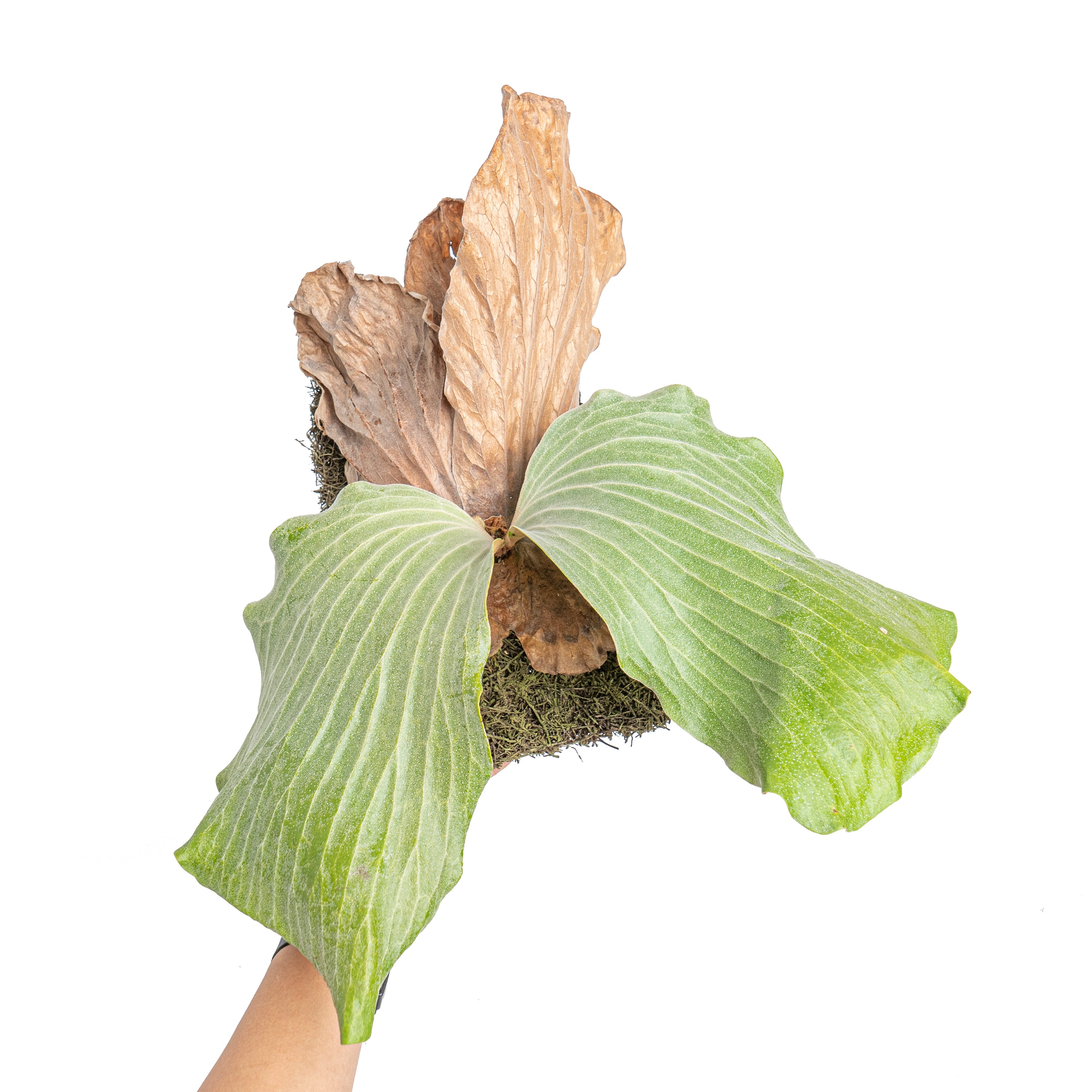 Platycerium elephantotis