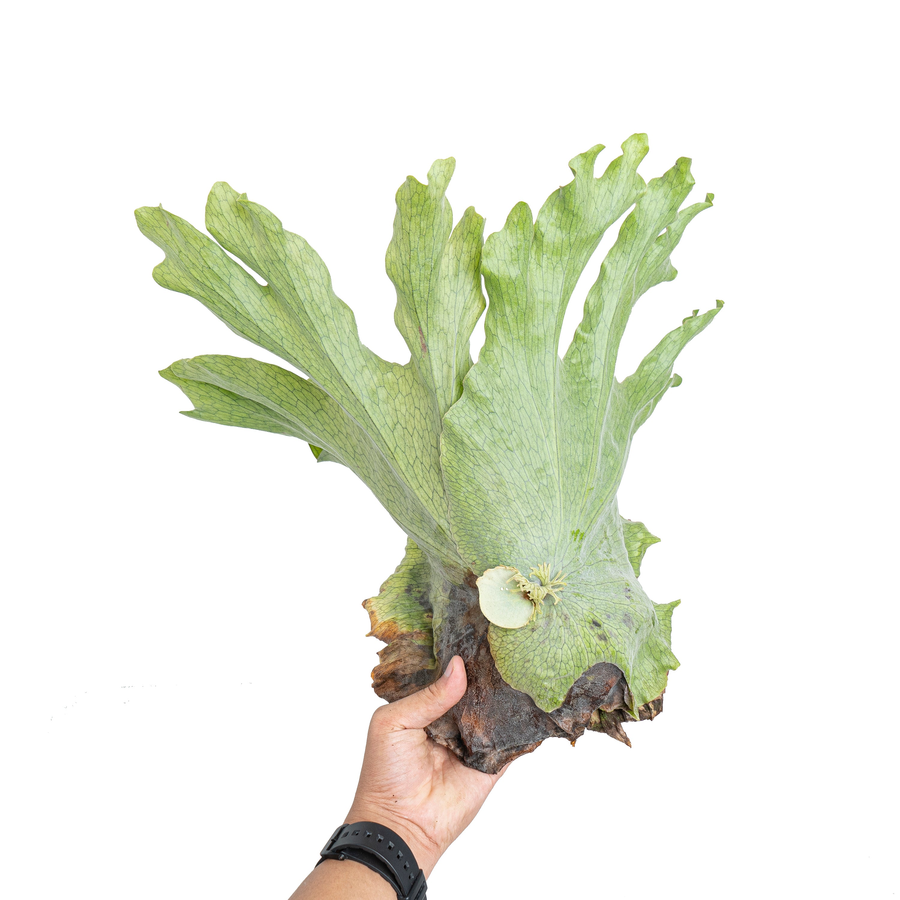 Platycerium wandae