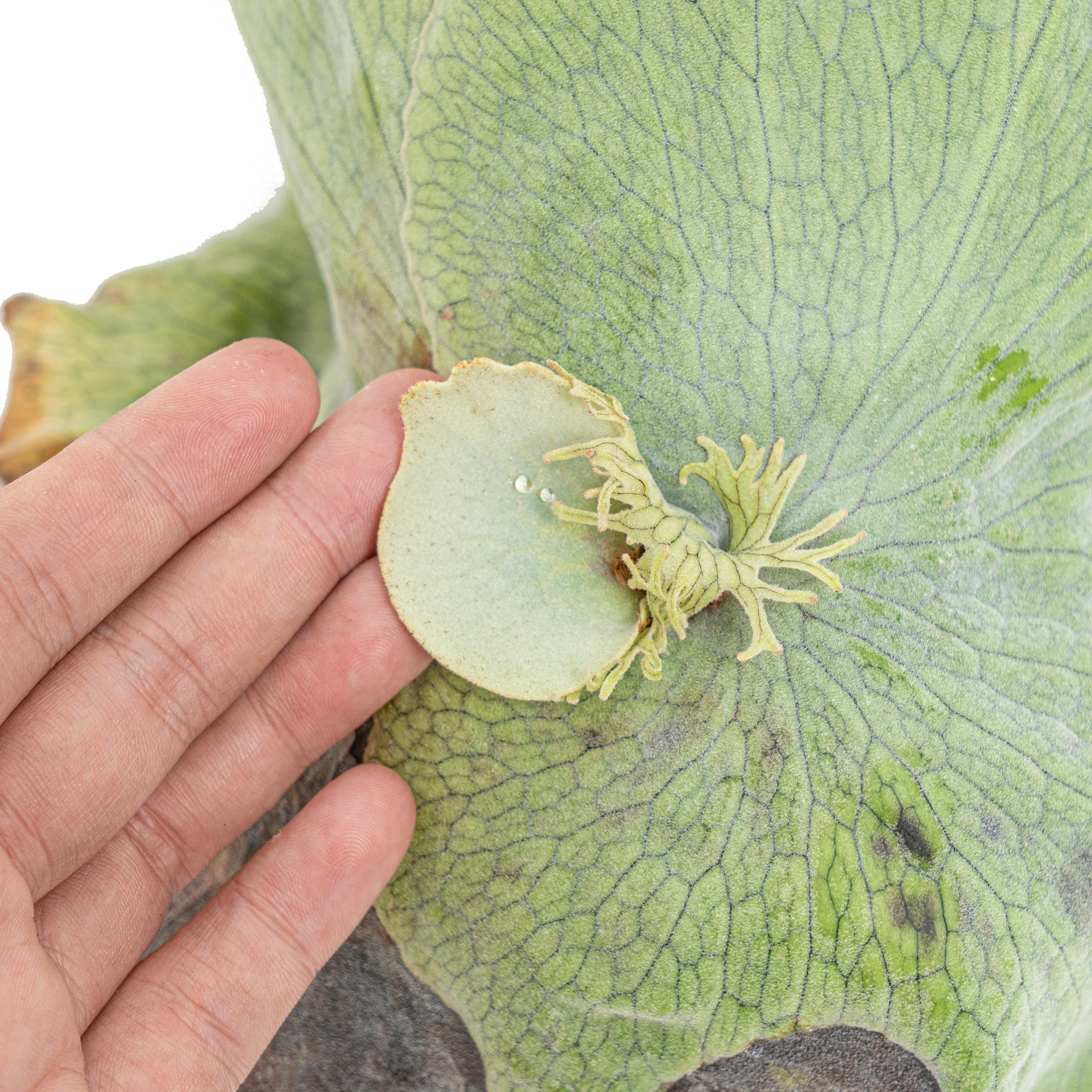 Platycerium wandae