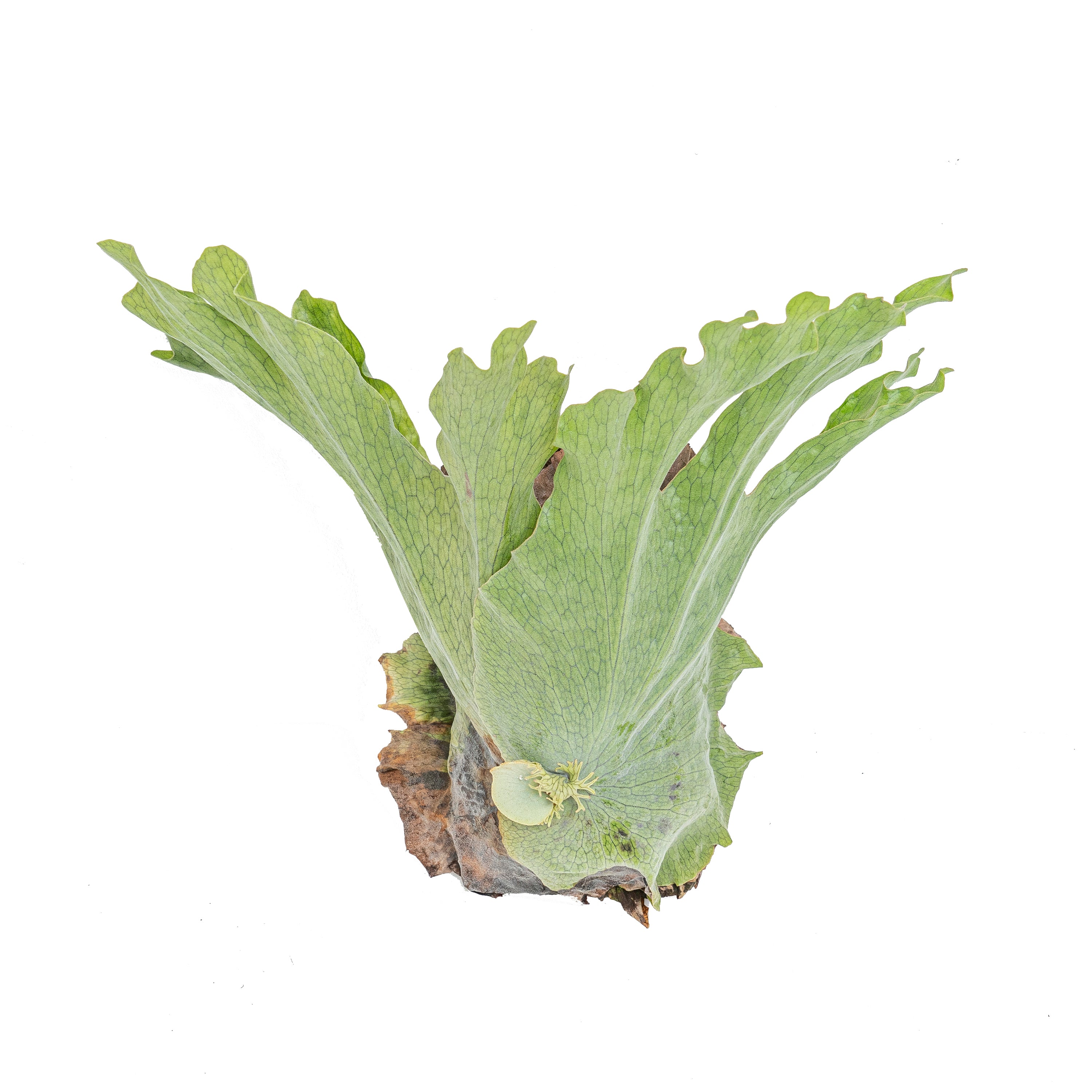 Platycerium wandae