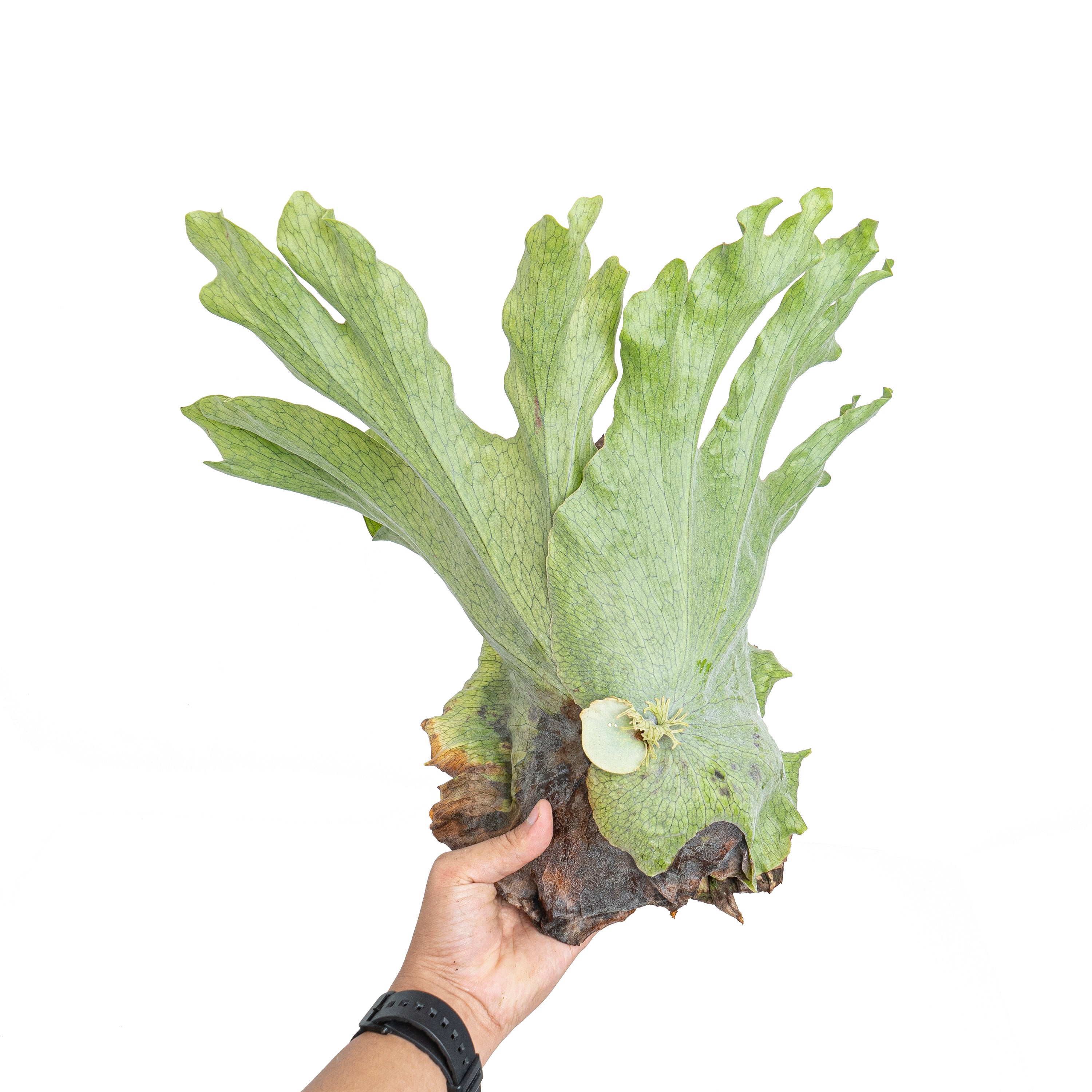 Platycerium wandae
