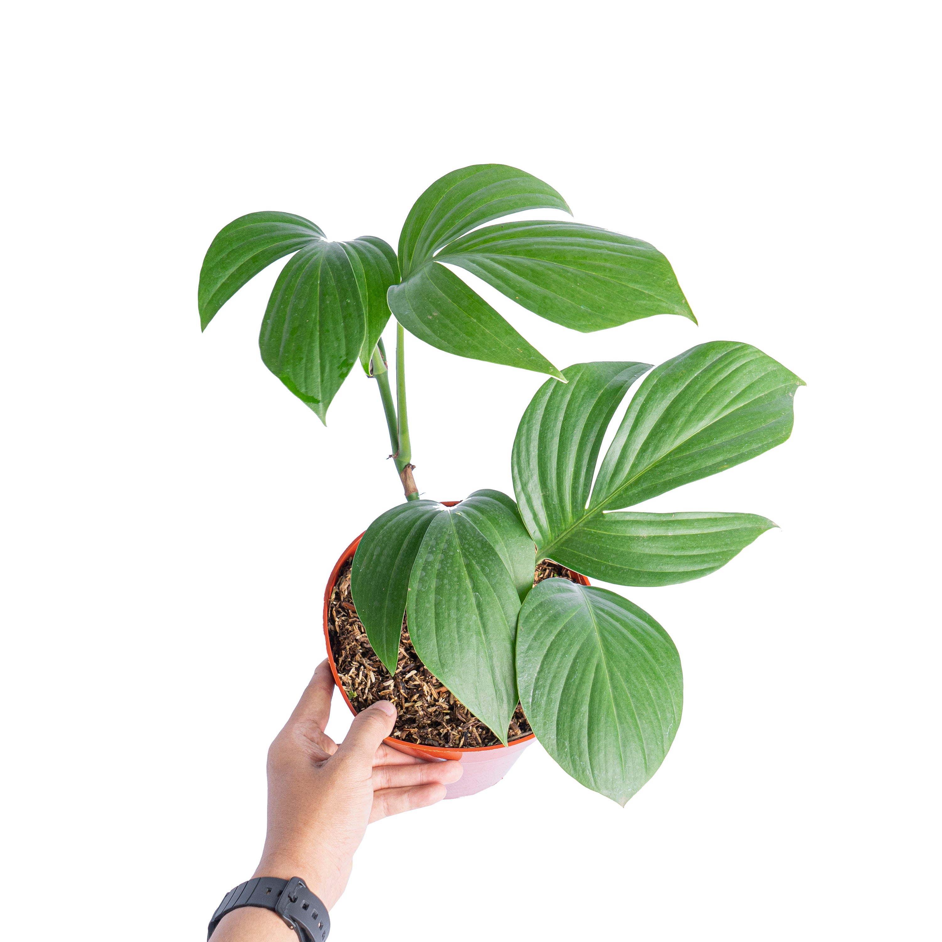 Rhaphidophora decursiva 'dragon tail'
