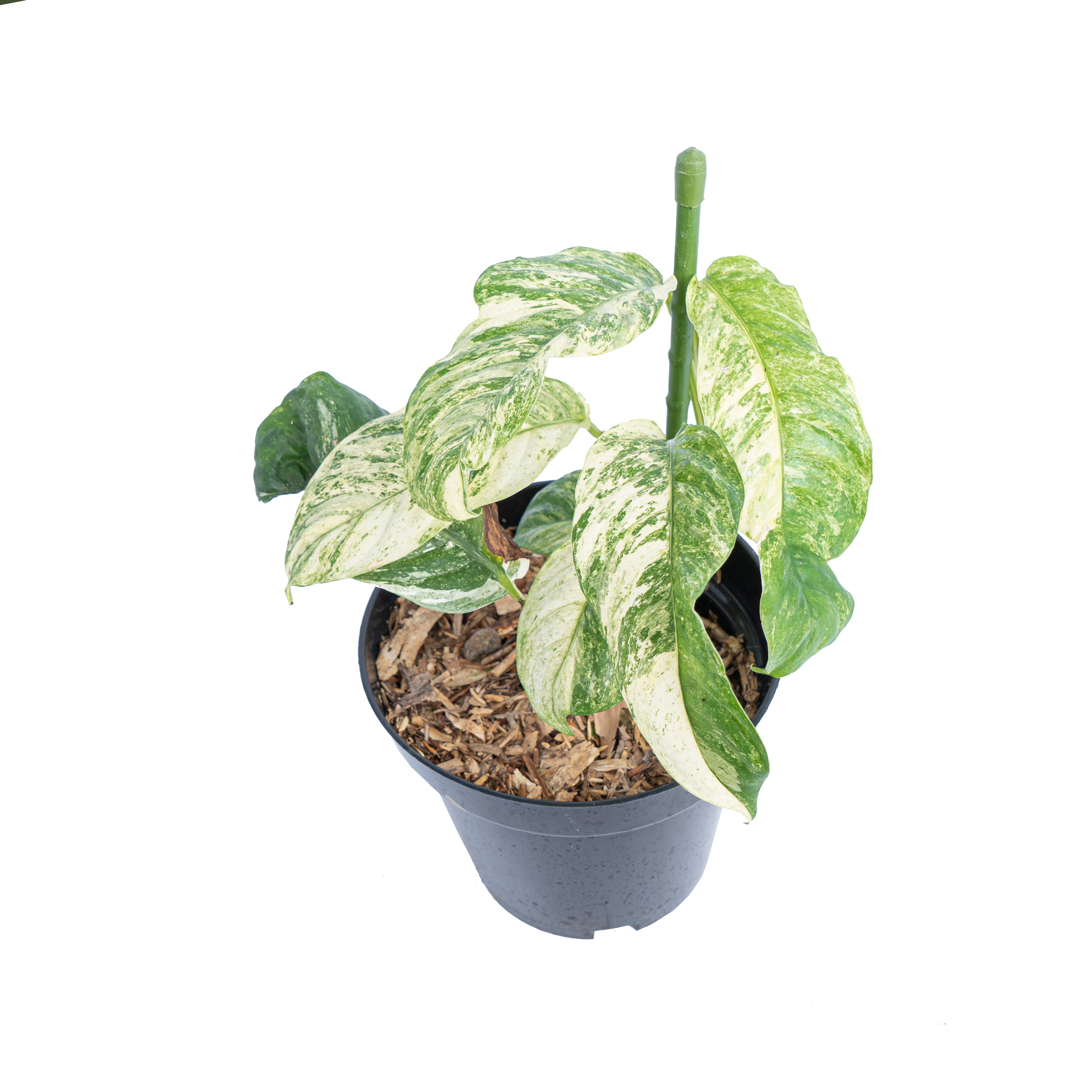 Rhaphidophora puberula variegated - Aroidmarket