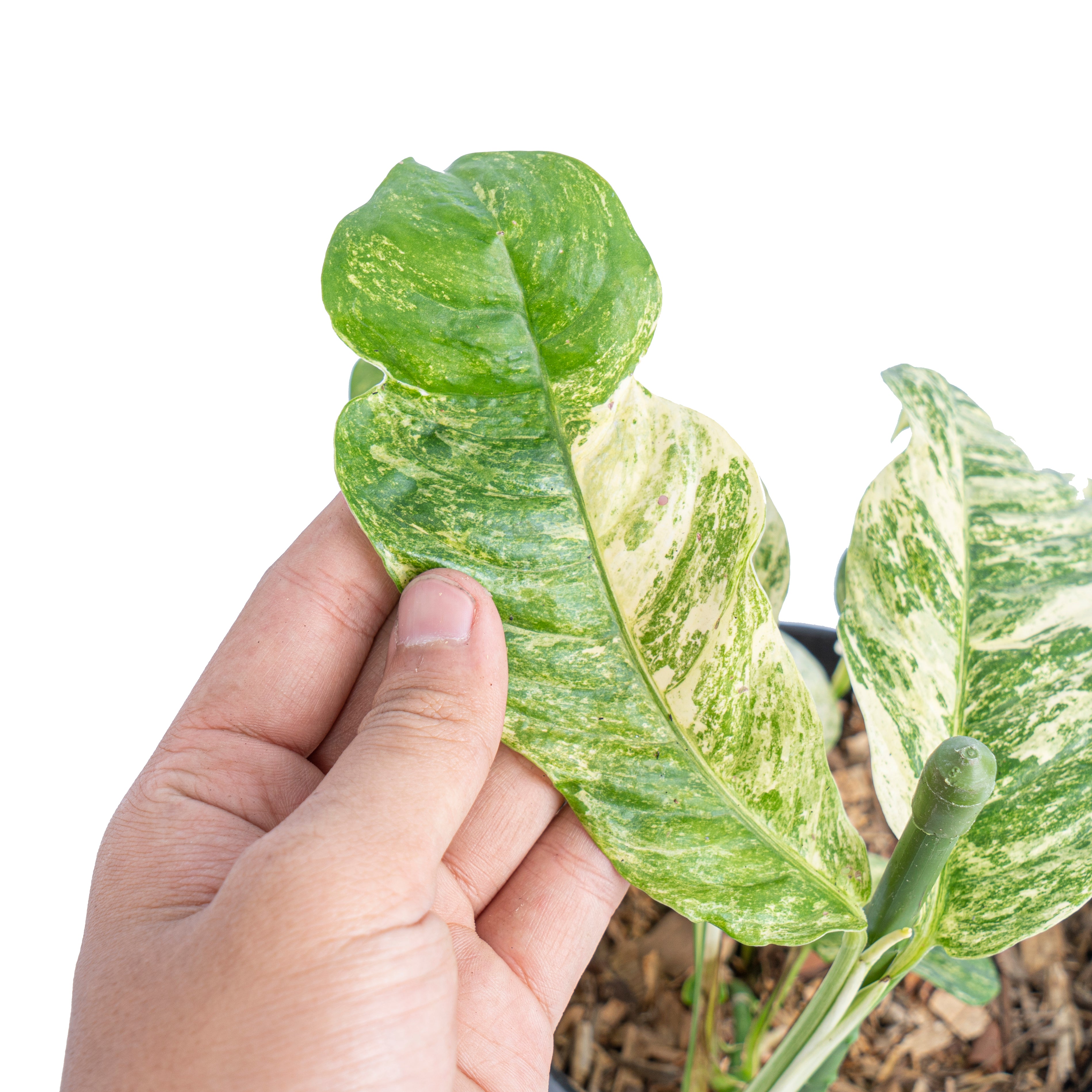 Rhaphidophora puberula variegated - Aroidmarket