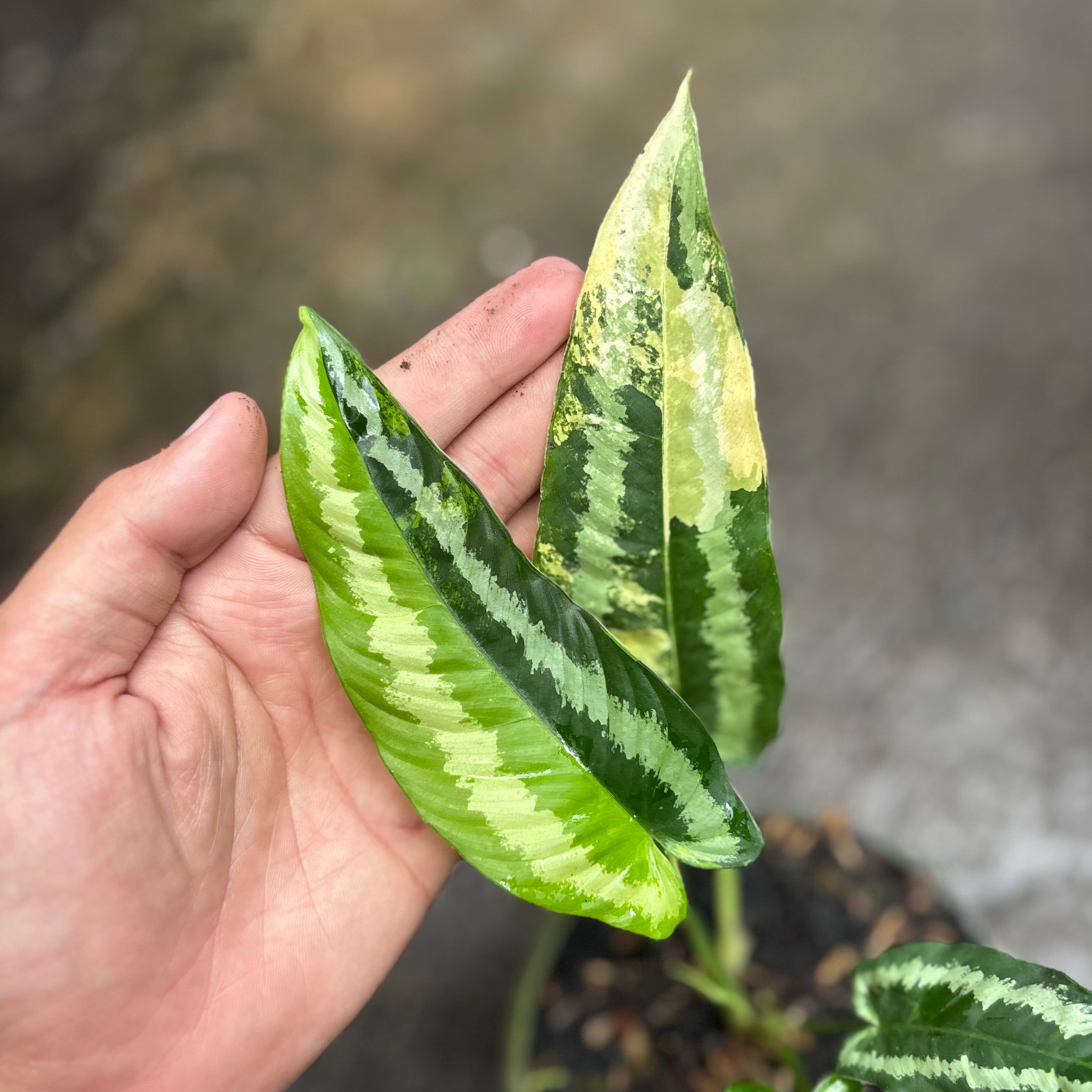 Schismatoglottis wallichii variegated
