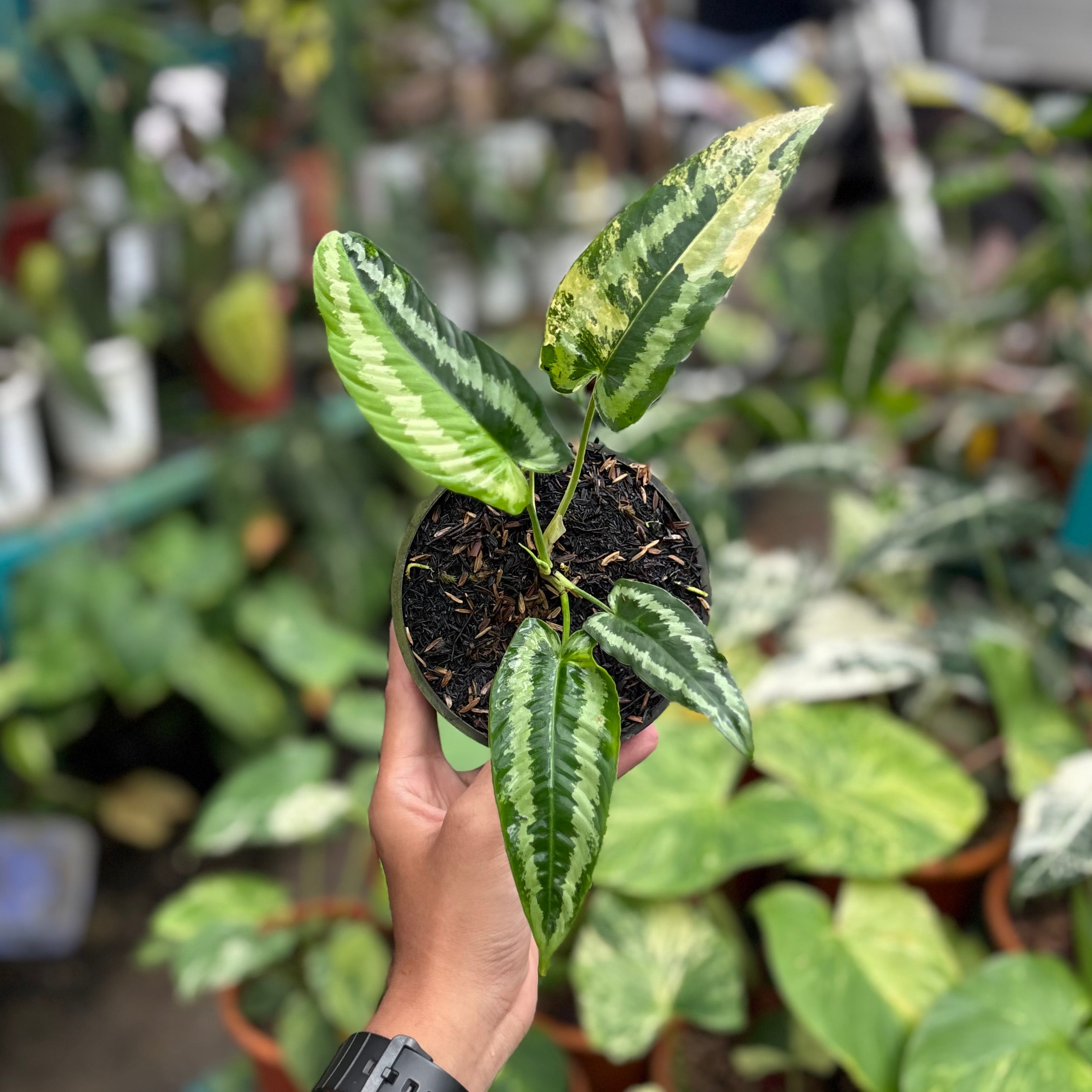 Schismatoglottis wallichii variegated