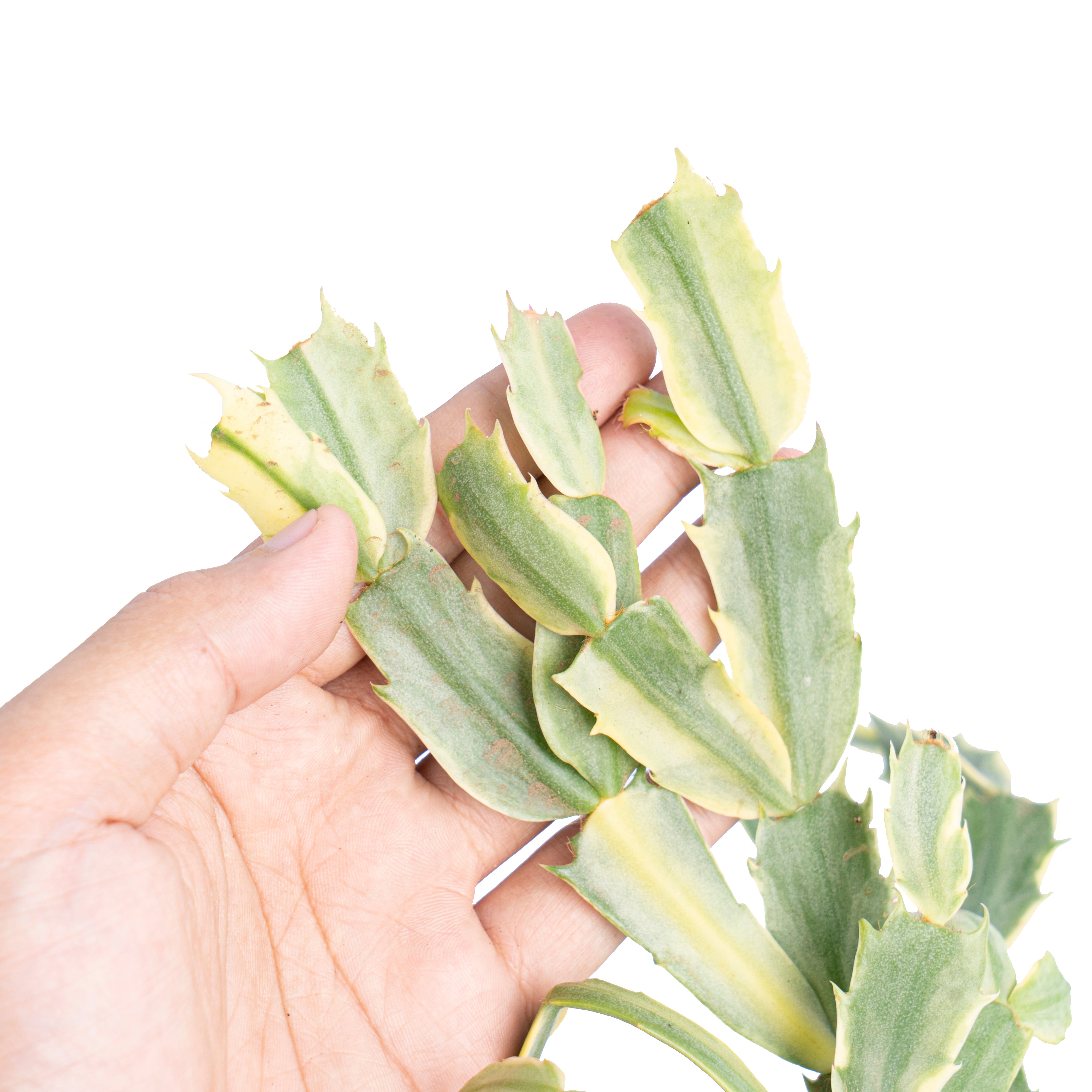 Schlumbergera truncata variegated - Aroidmarket