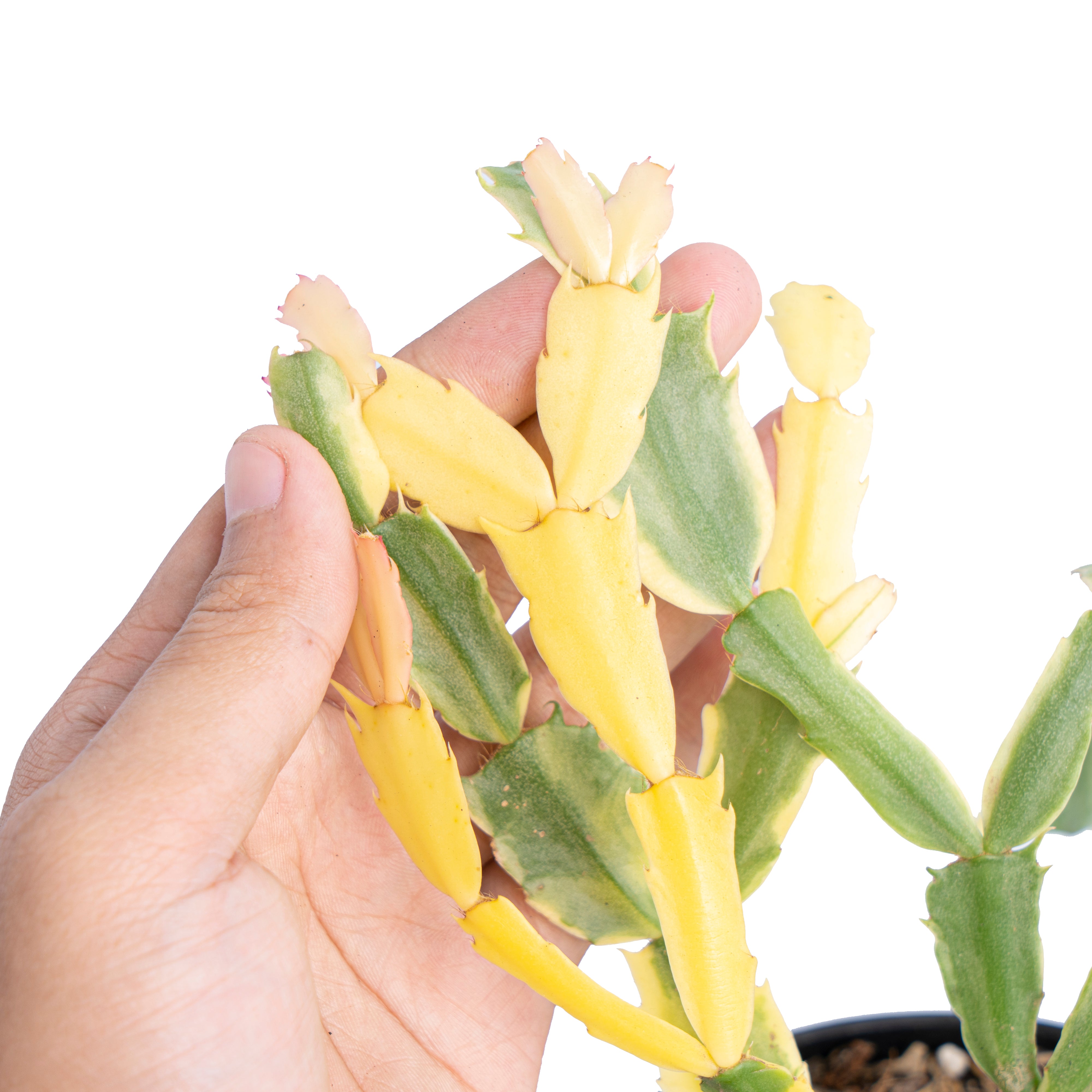 Schlumbergera truncata variegated - Aroidmarket