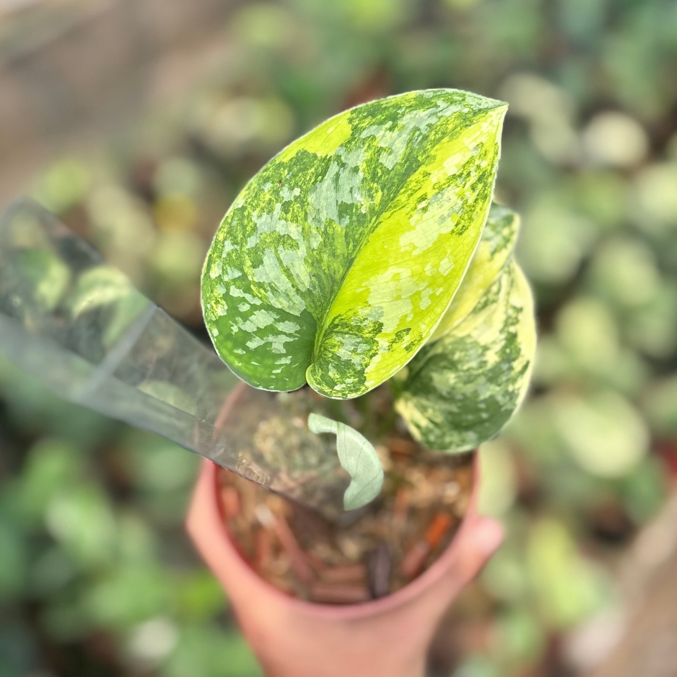 Scindapsus andalas