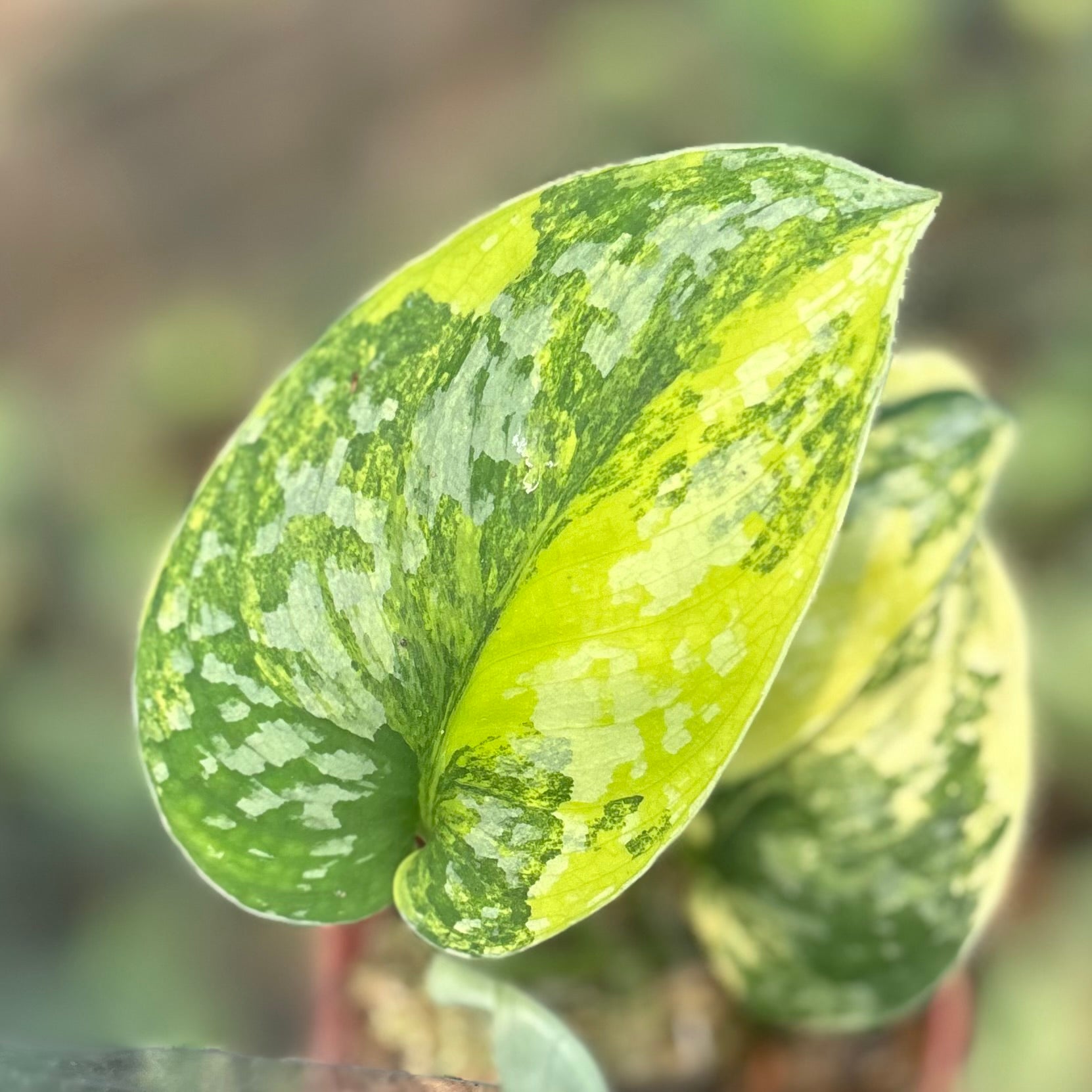 Scindapsus andalas