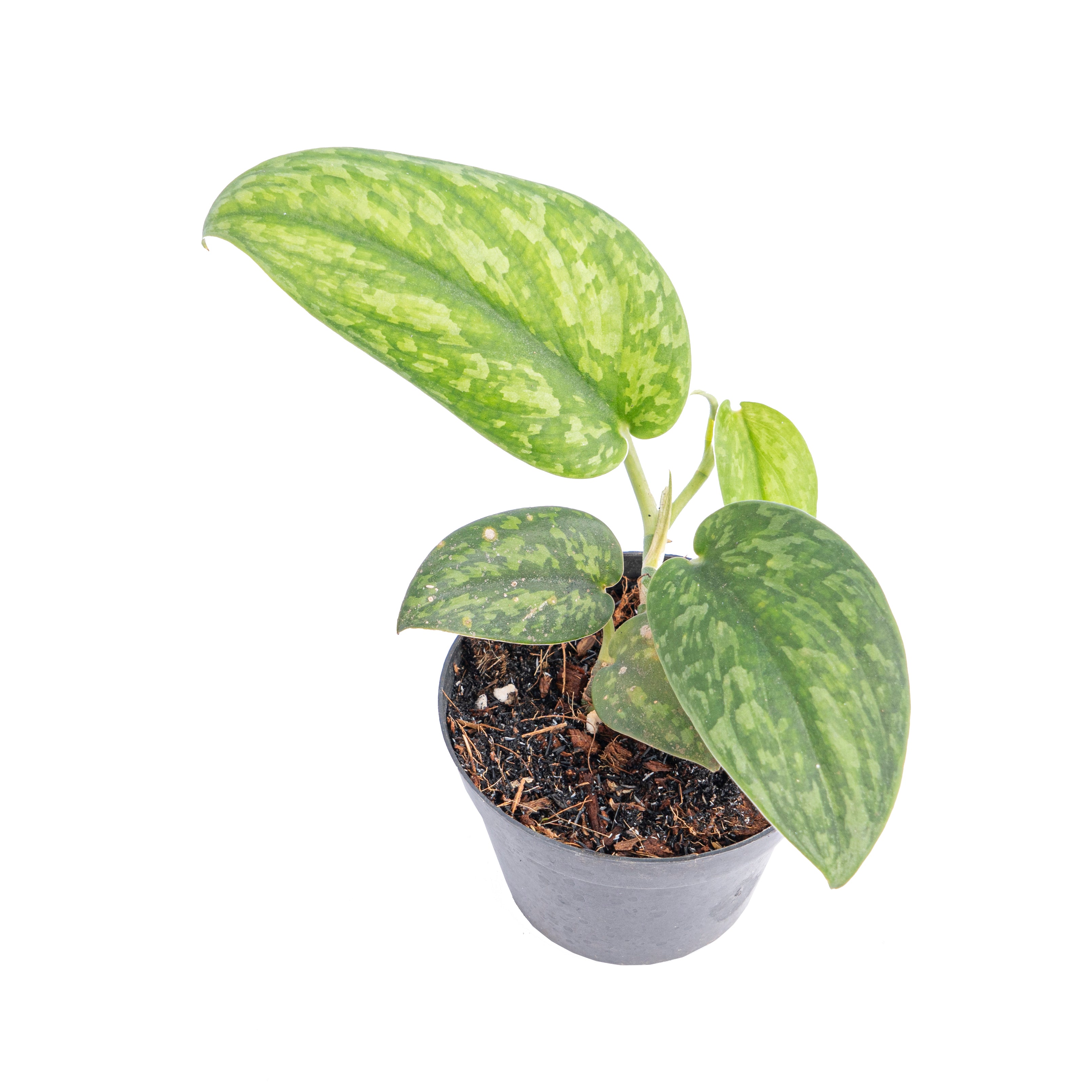 Scindapsus green army - Aroidmarket