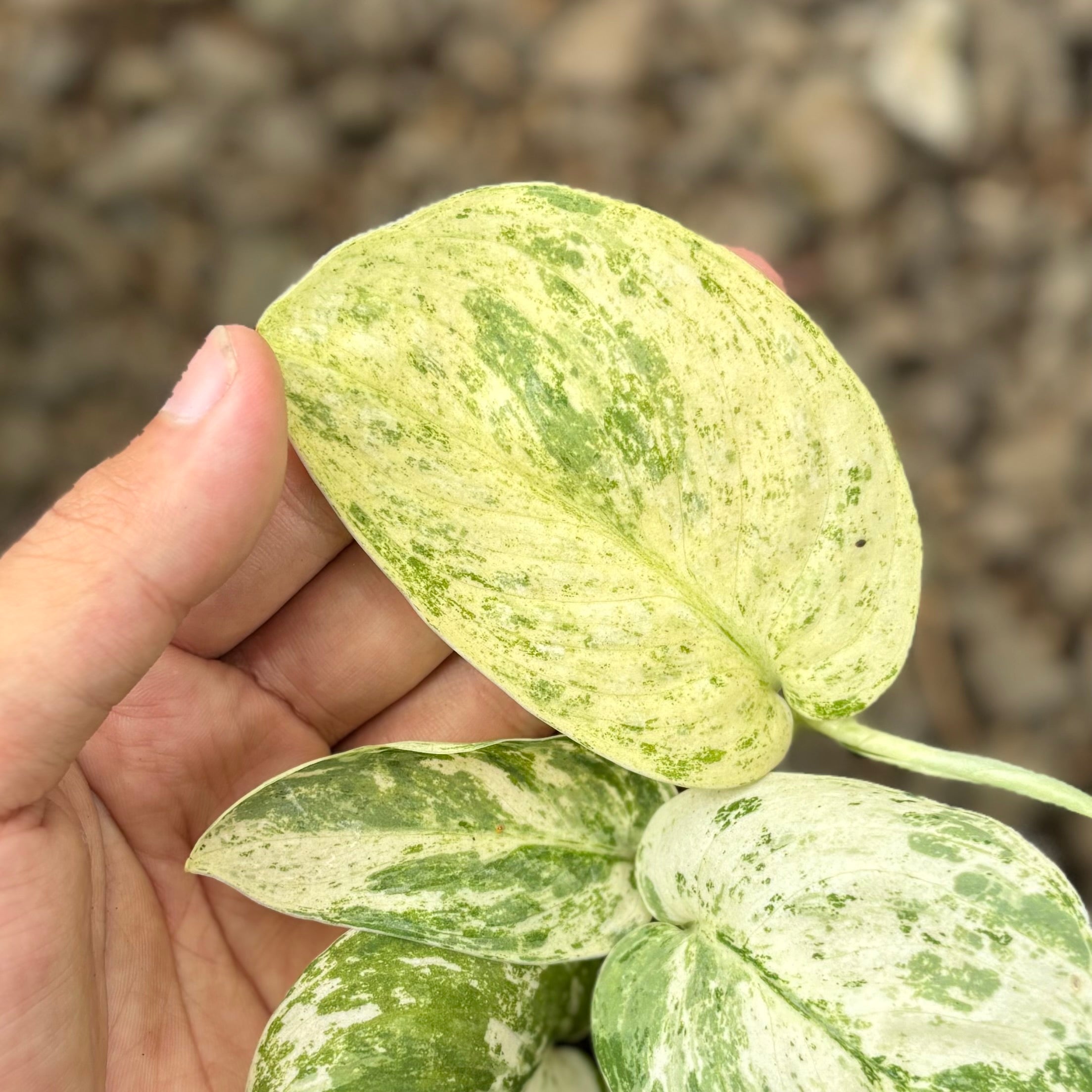 Scindapsus halimun Sp Cisangku