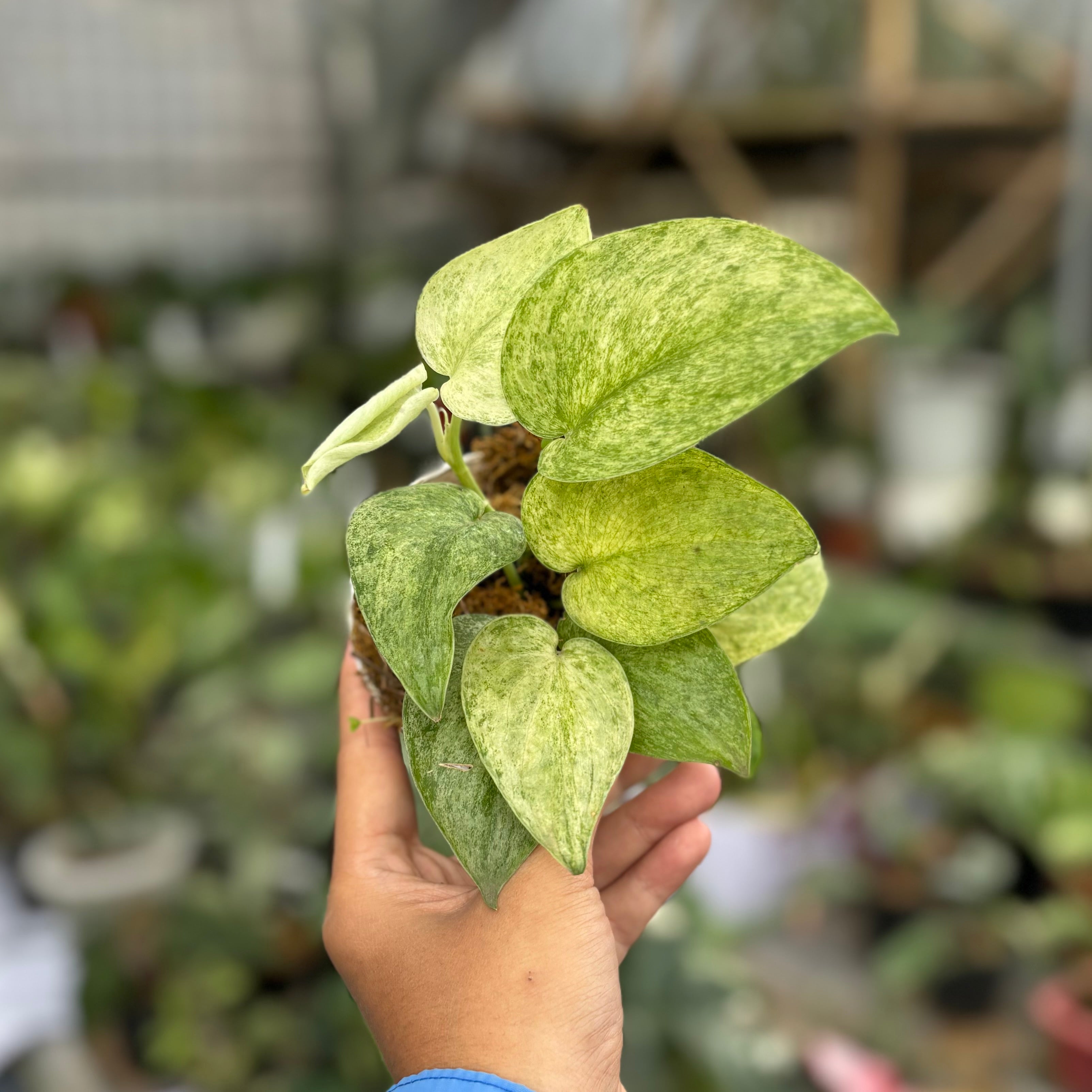Scindapsus jadesatin cream blue variegated