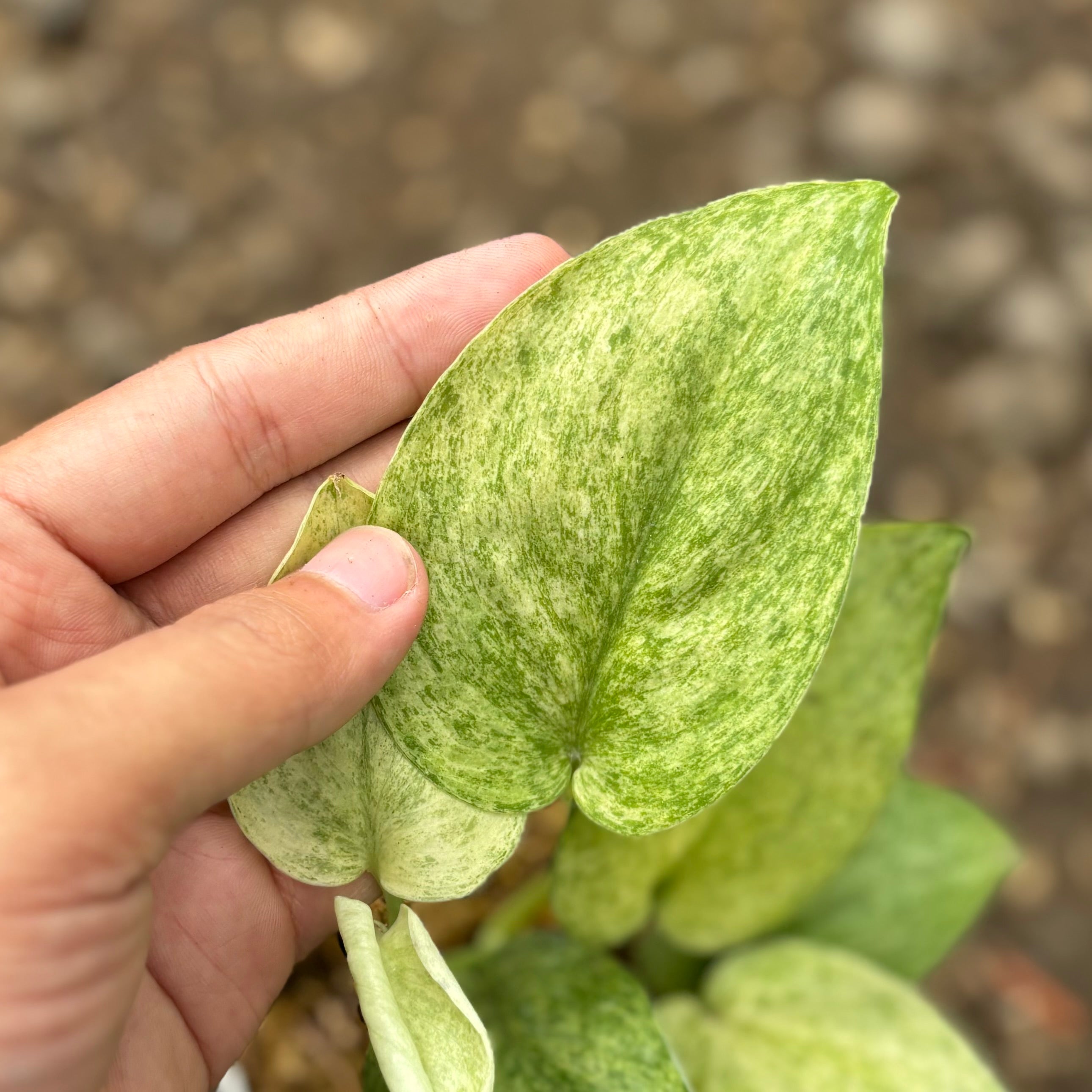 Scindapsus jadesatin cream blue variegated