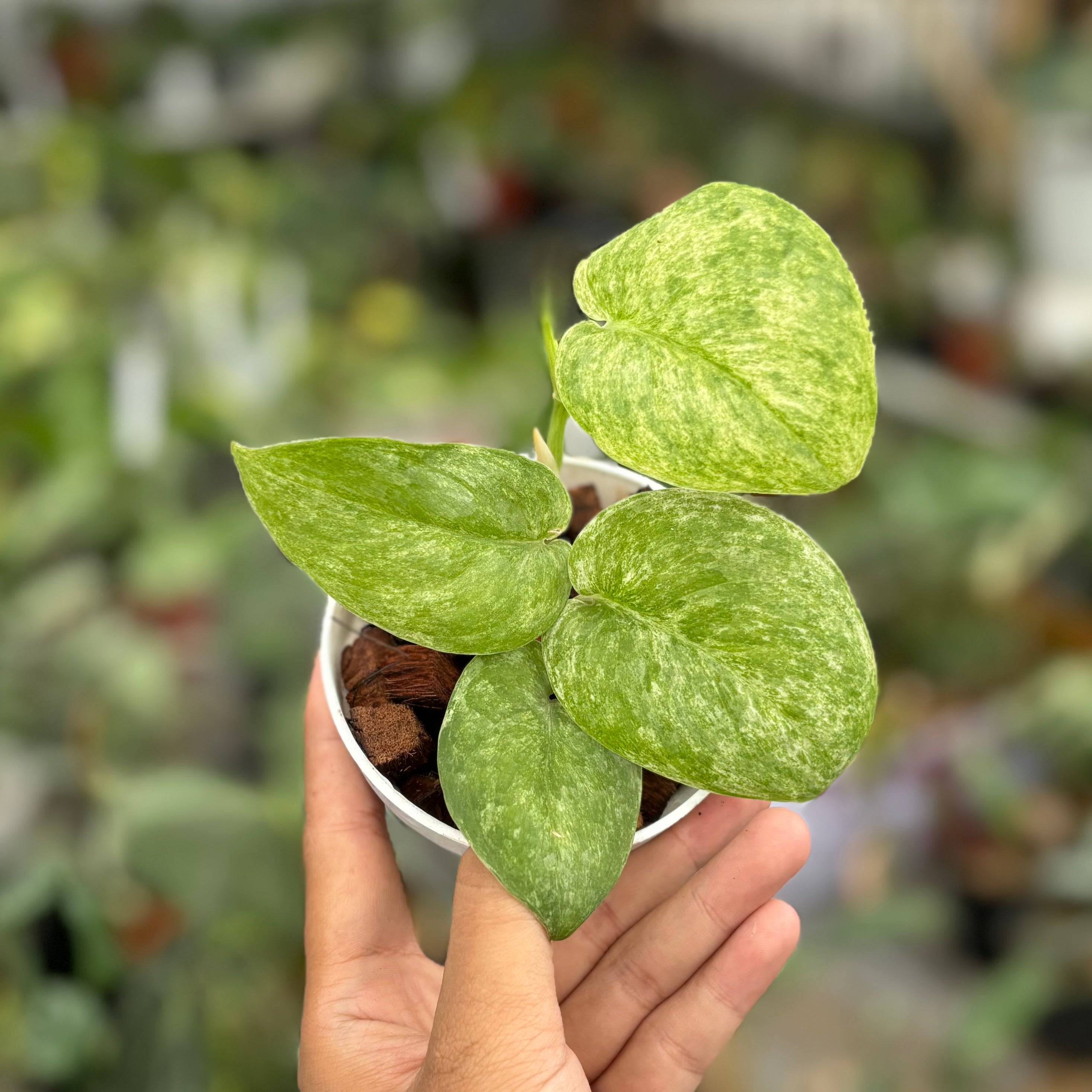 Scindapsus jadesatin tricolor