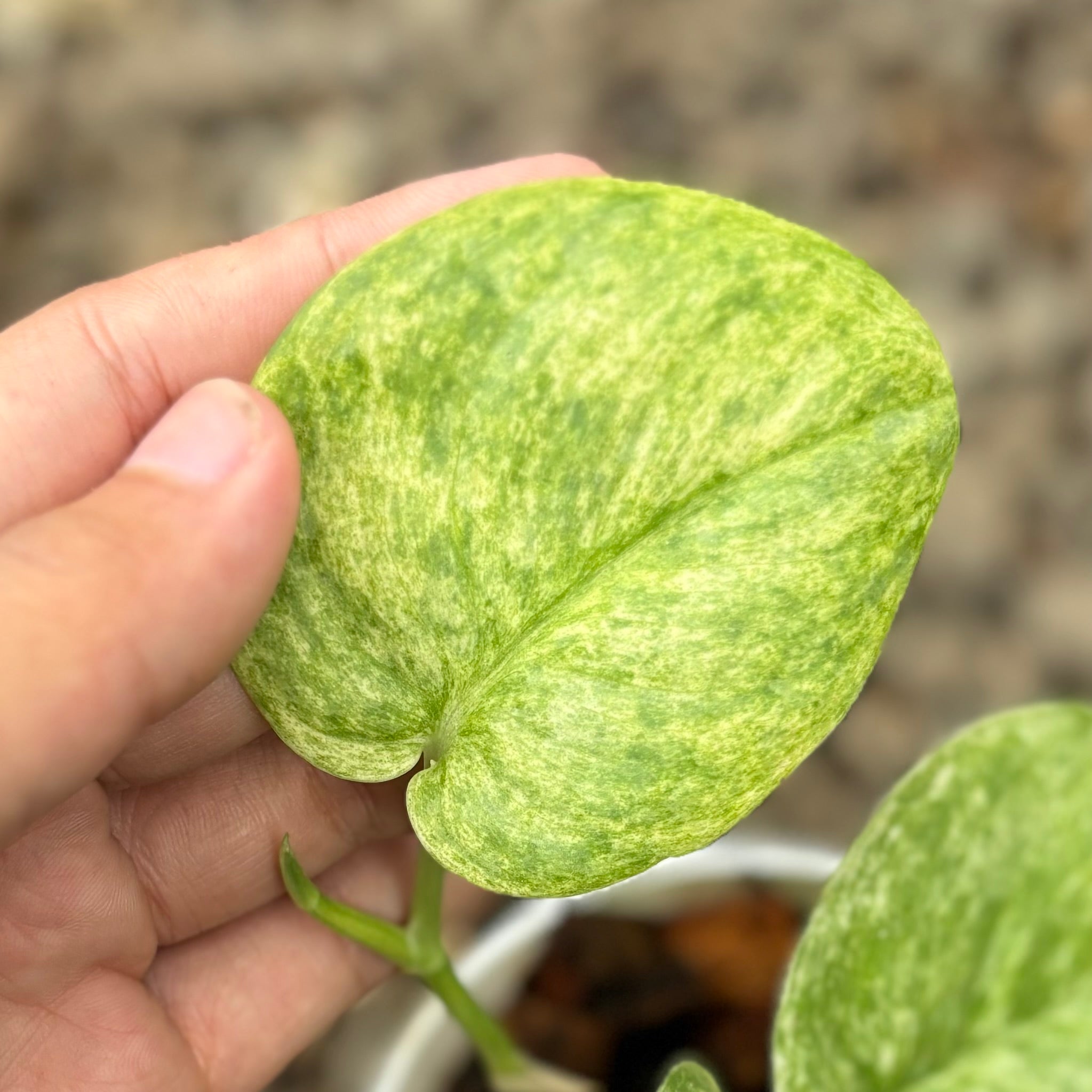 Scindapsus jadesatin tricolor