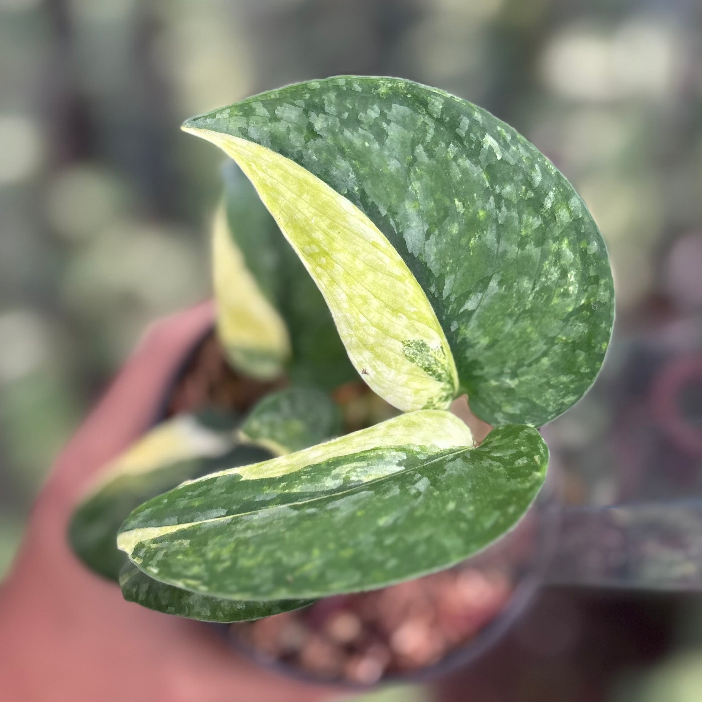 Scindapsus leopard variegated