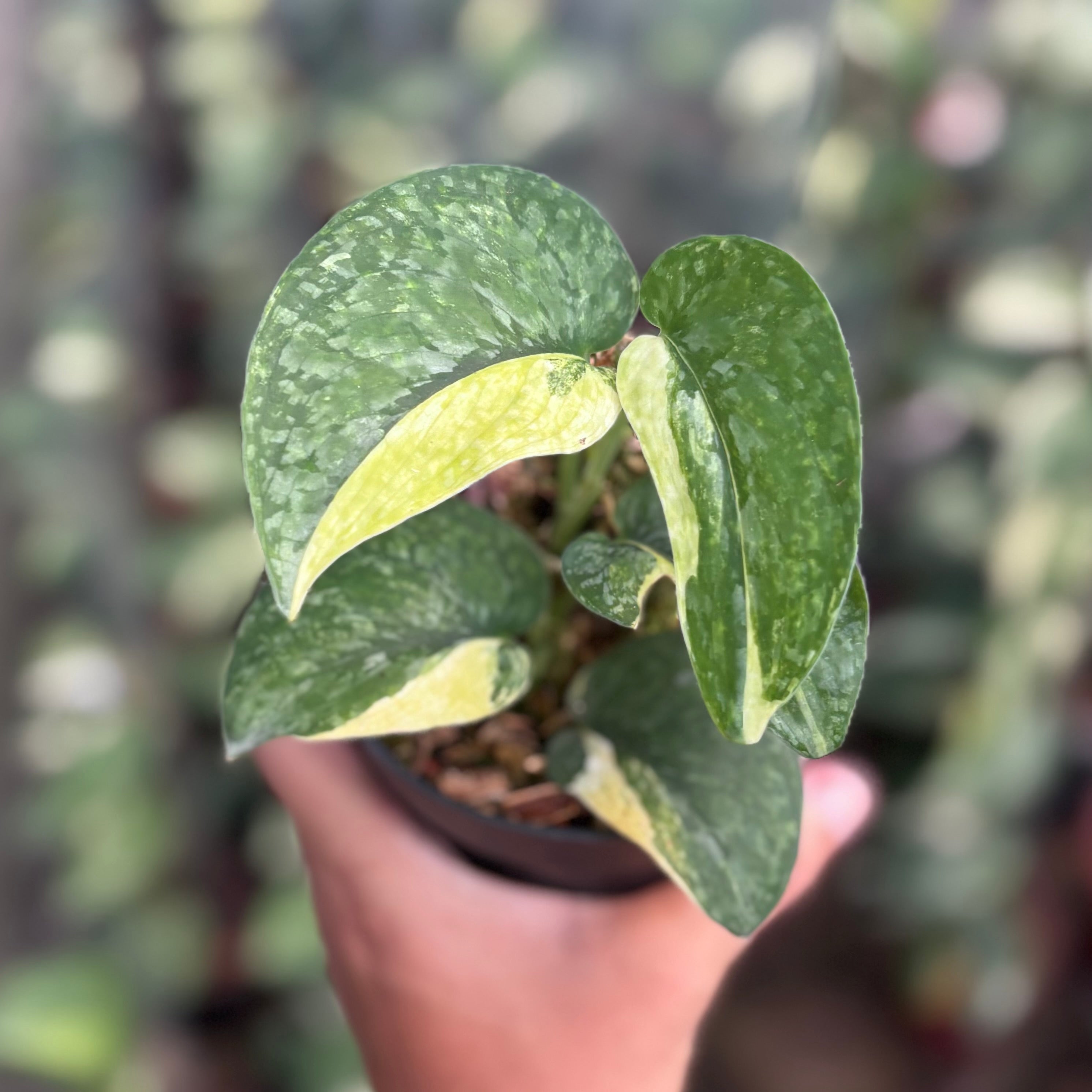 Scindapsus leopard variegated