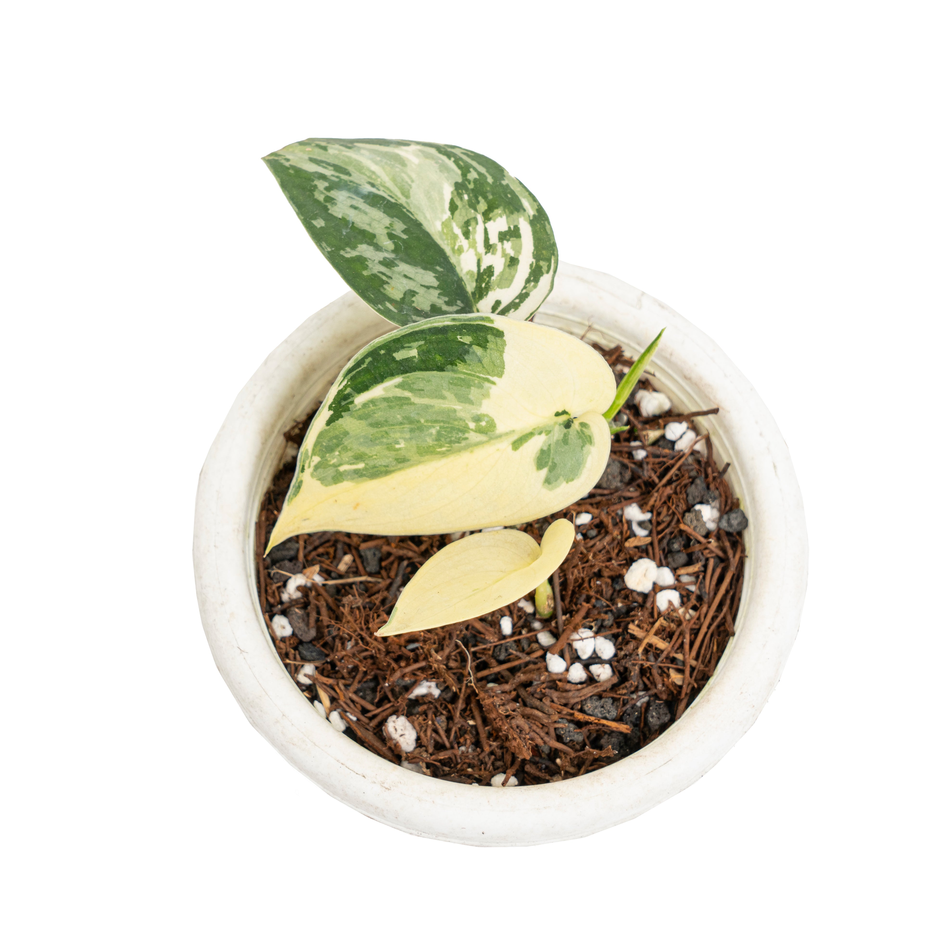 Scindapsus mayari variegated