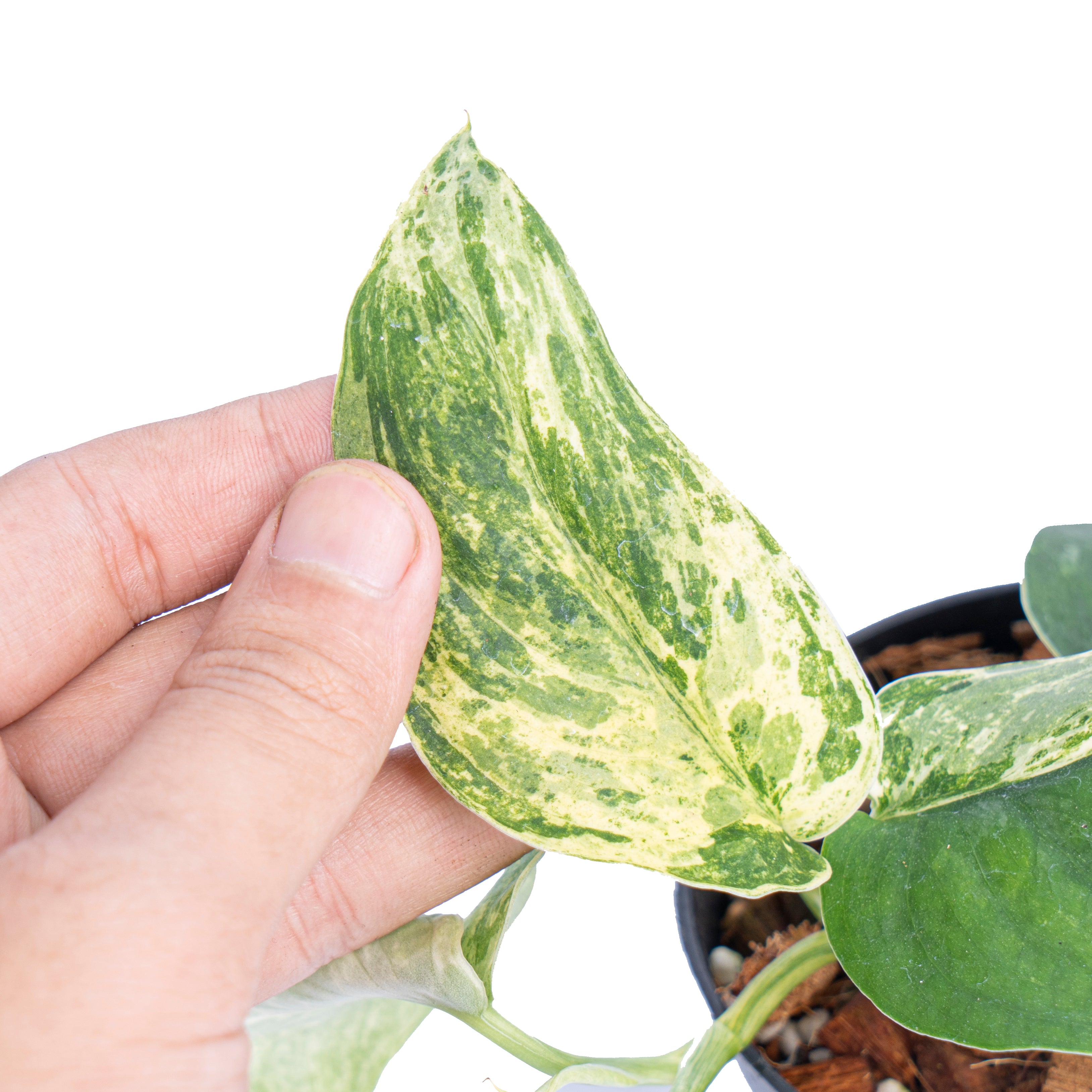 Scindapsus silver satin variegated- Aroidmarket