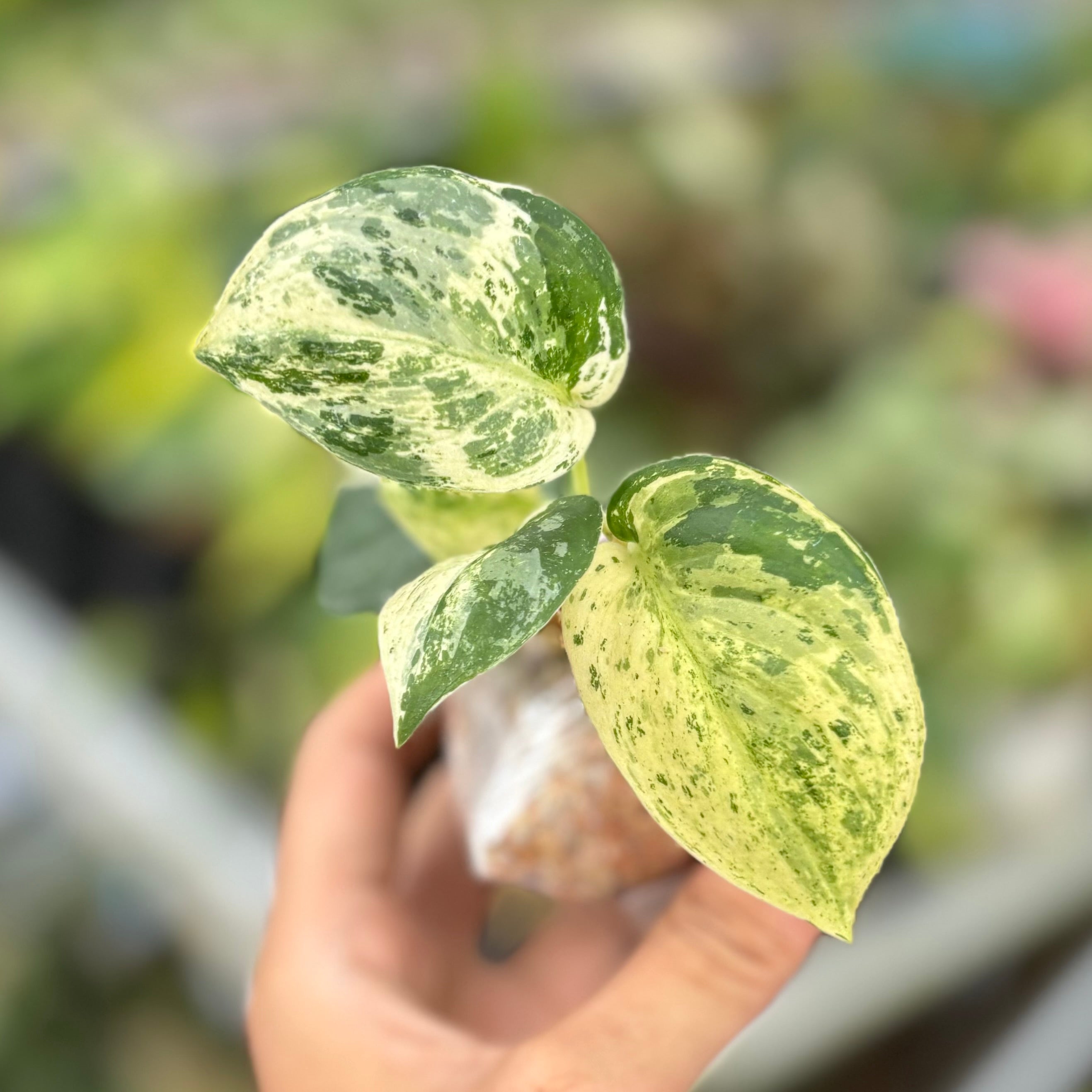 Scindapsus silver satin variegated