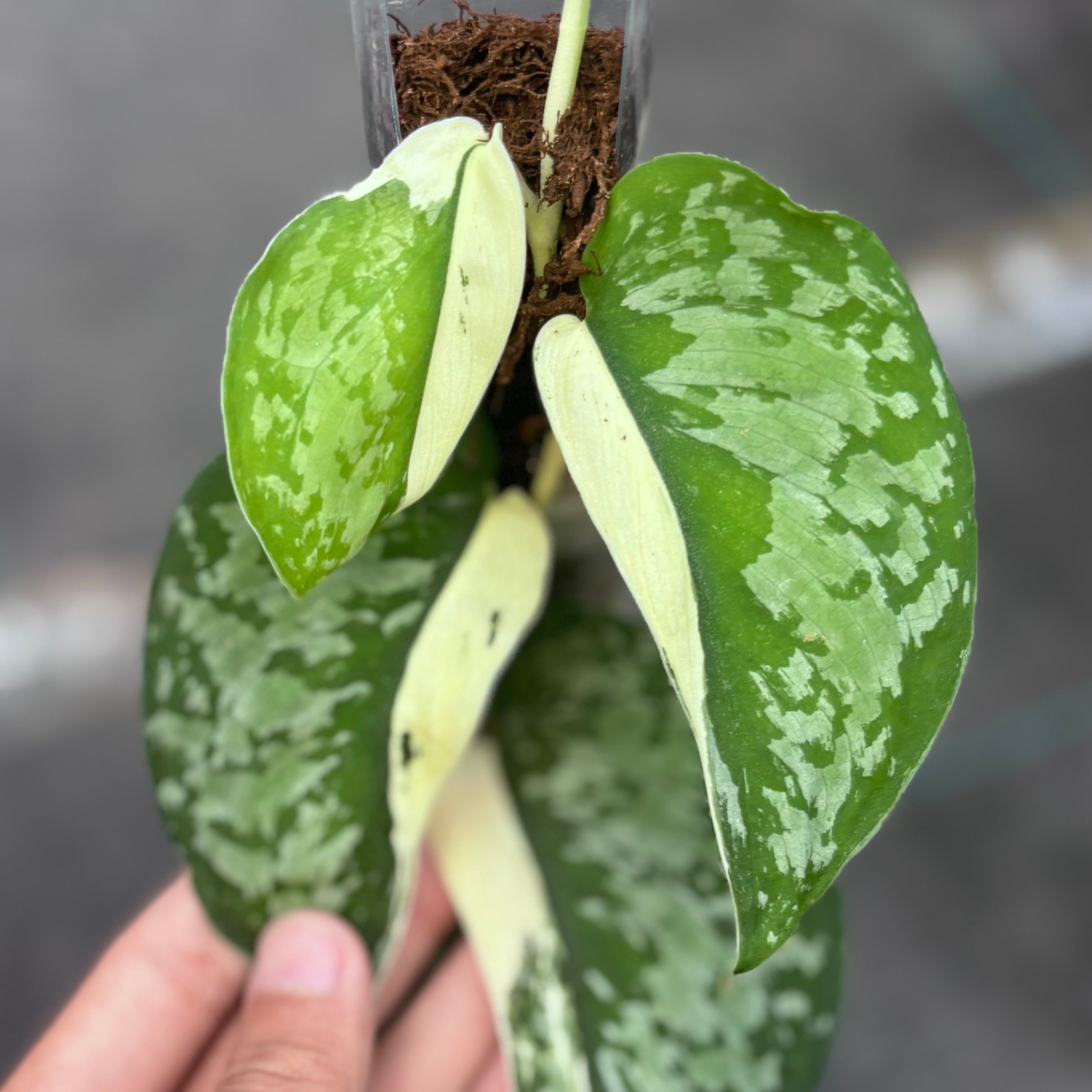 Scindapsus simbara