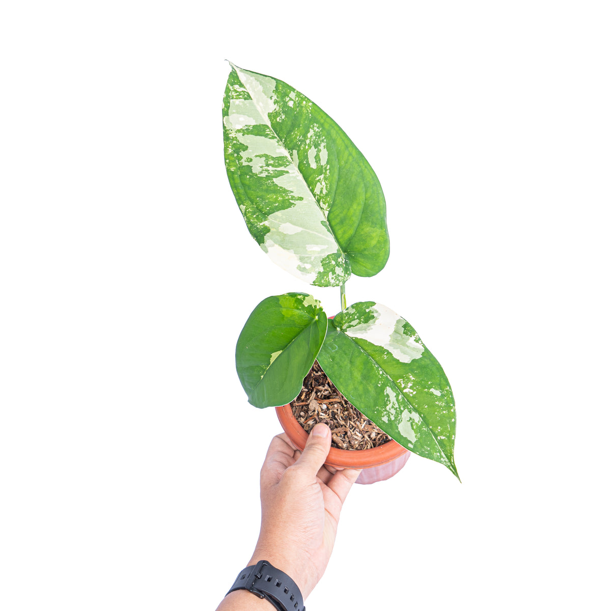 Syngonium Chiapense Variegated - Aroidmarket