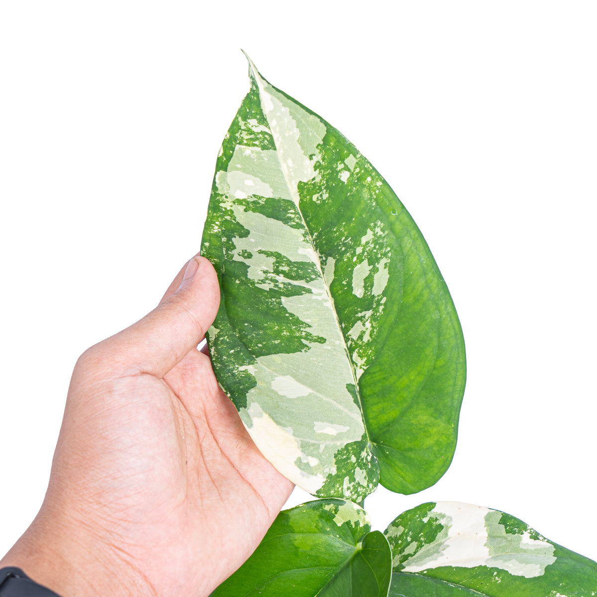 Syngonium Chiapense Variegated - Aroidmarket