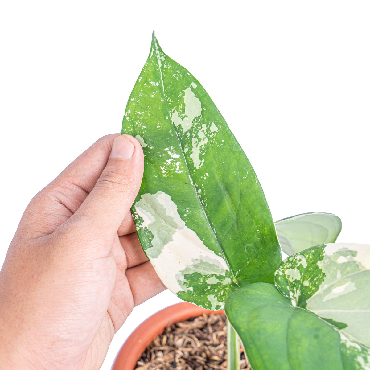 Syngonium Chiapense Variegated - Aroidmarket