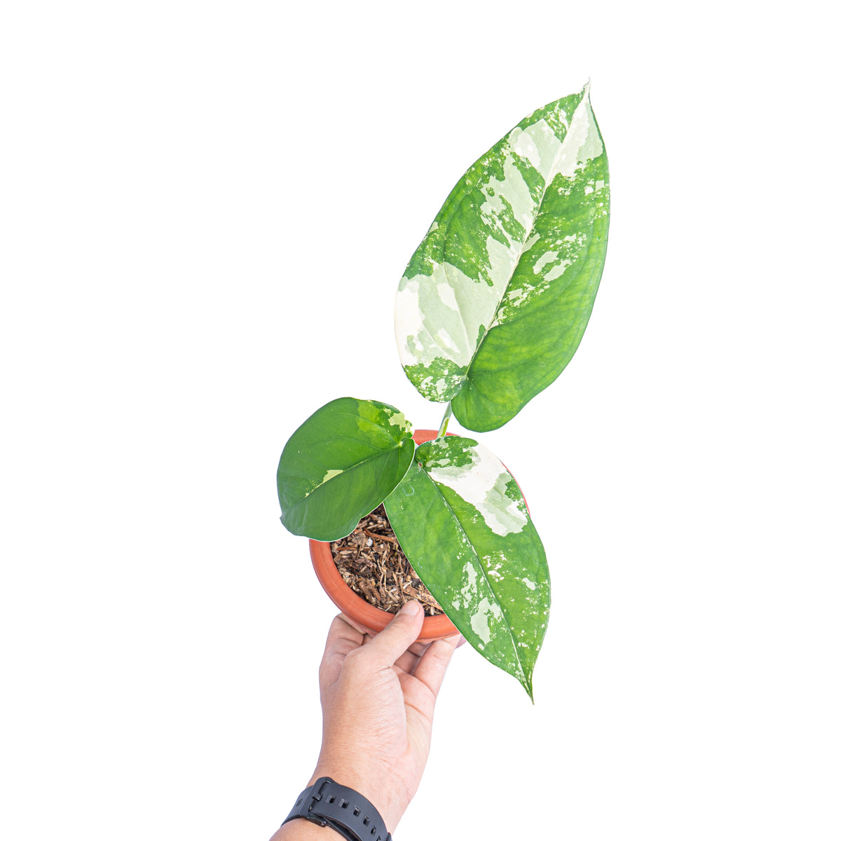 Syngonium Chiapense Variegated - Aroidmarket