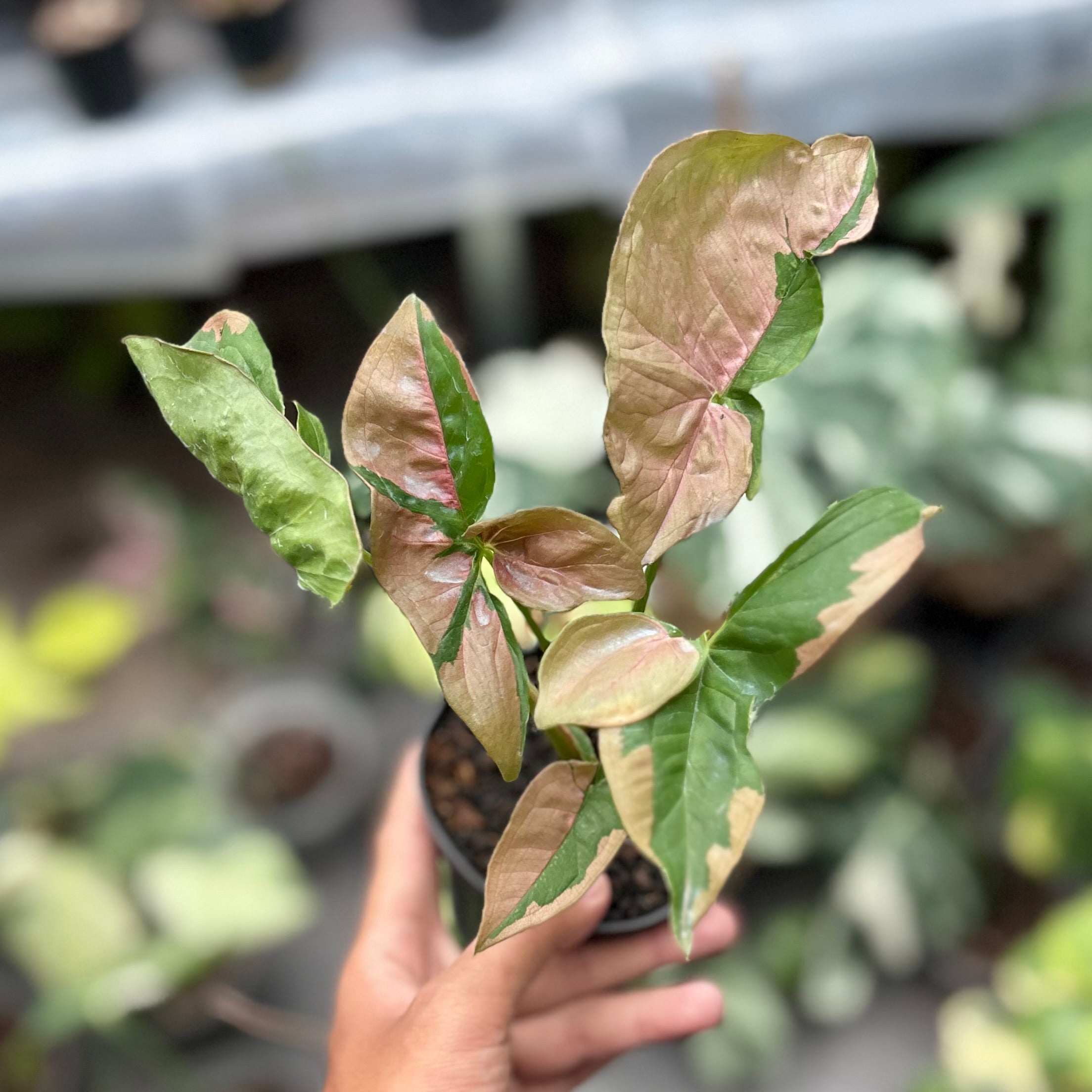Syngonium pink lava