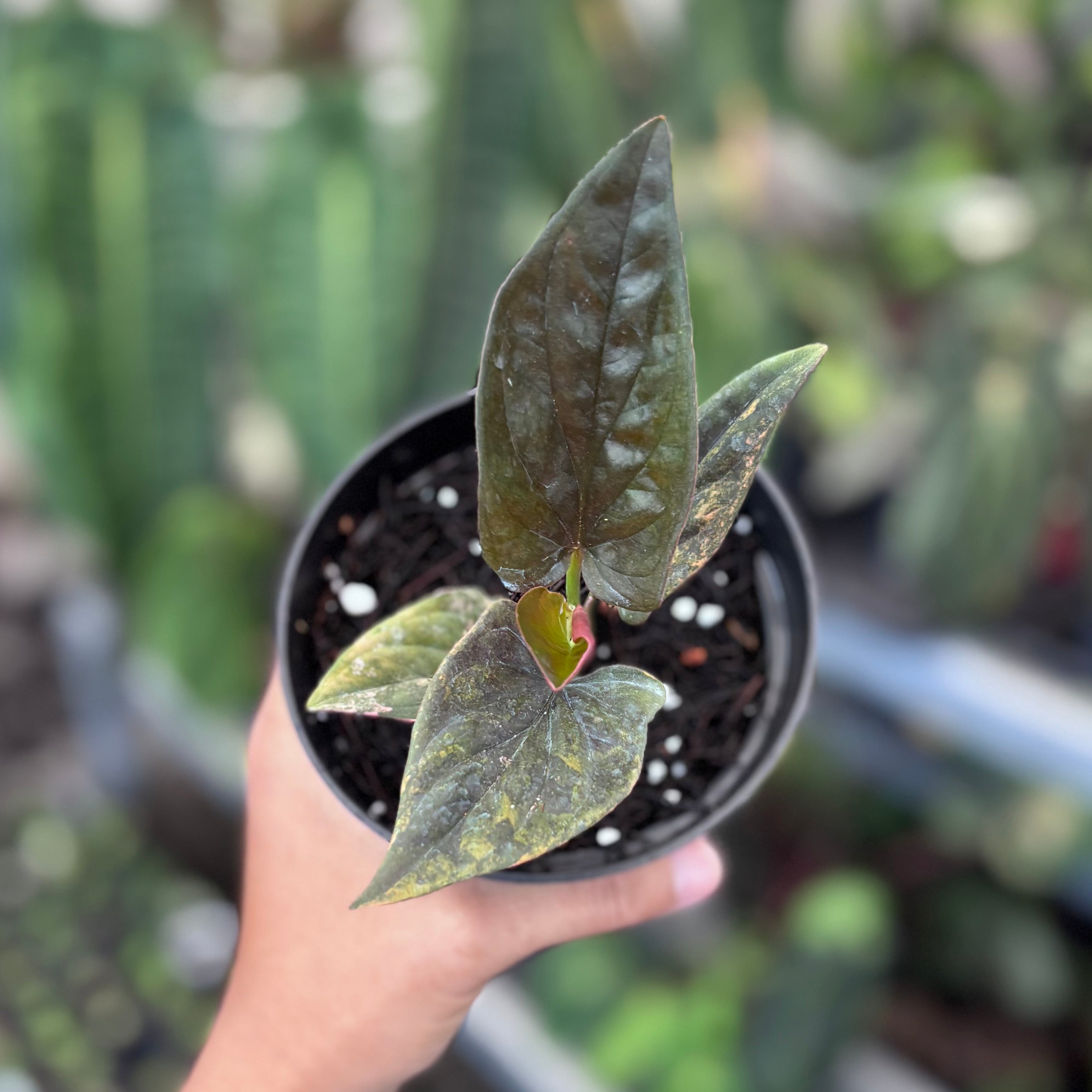 Syngonium red arrow variegated
