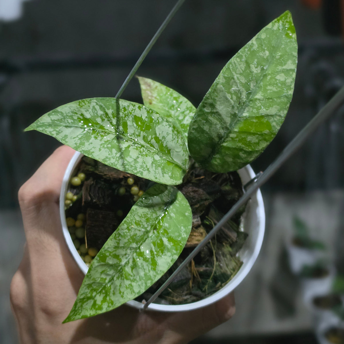 Hoya sp aceh perak raya