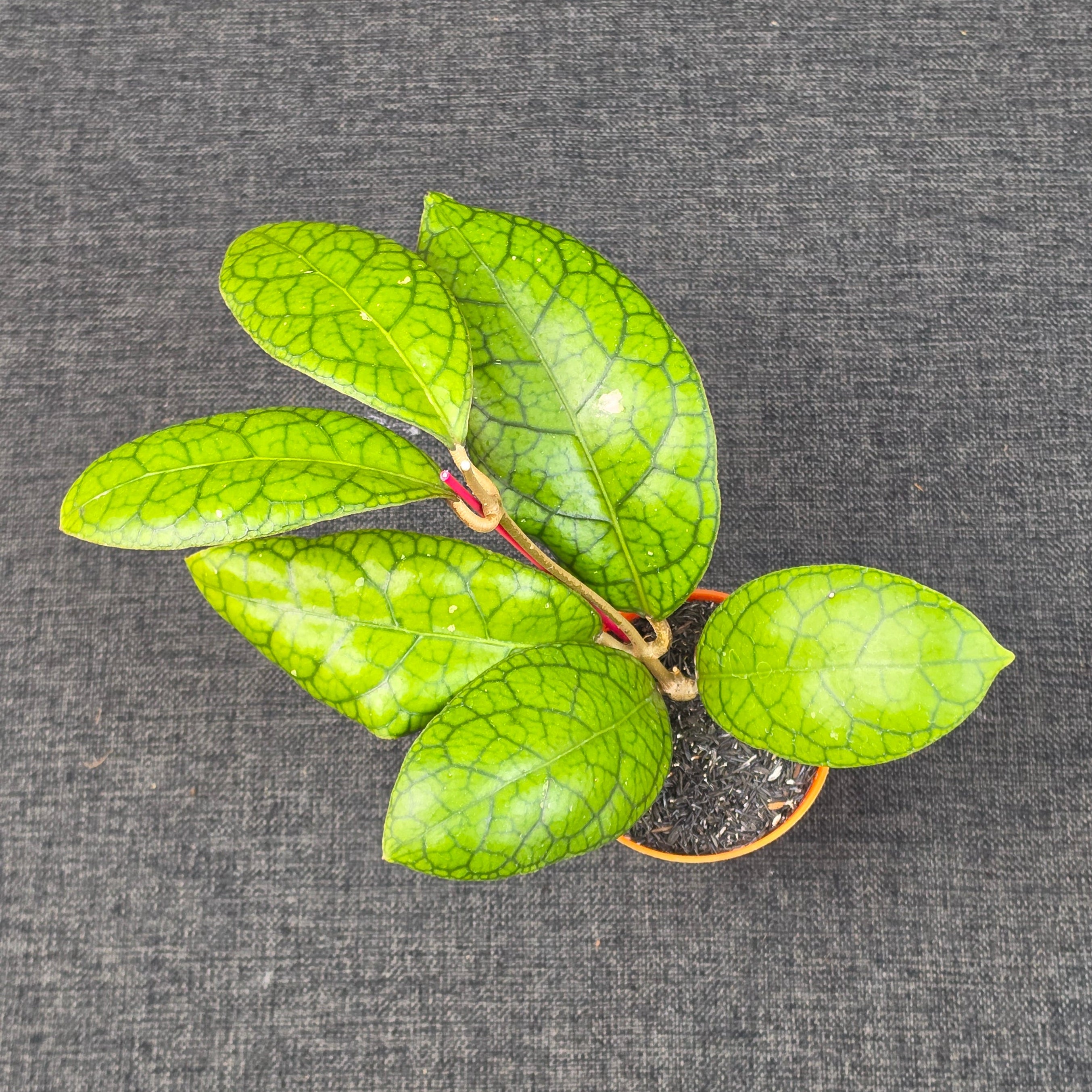 Hoya callistophylla × 'Tanggamus'