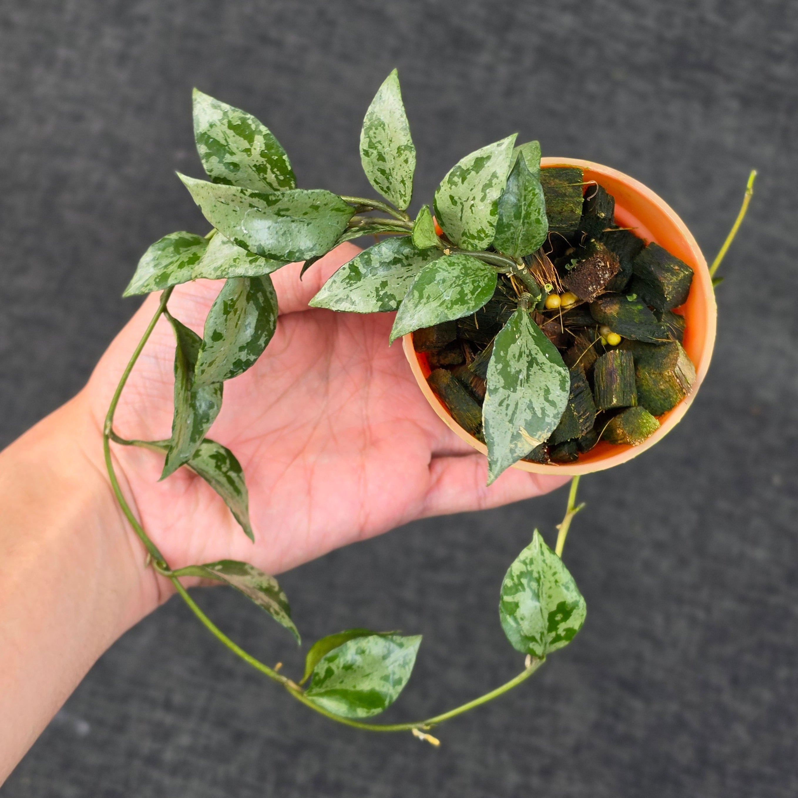 Hoya lacunosa 'Green Flame'