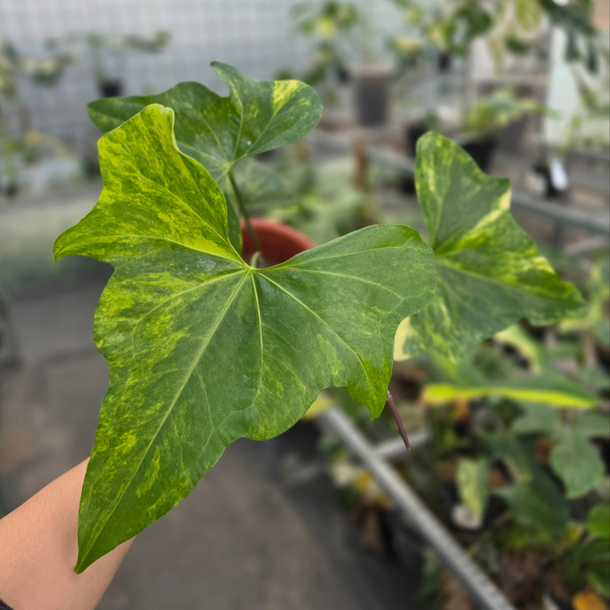 Anthurium pterodactyl variegated (mature size) - AM17-09