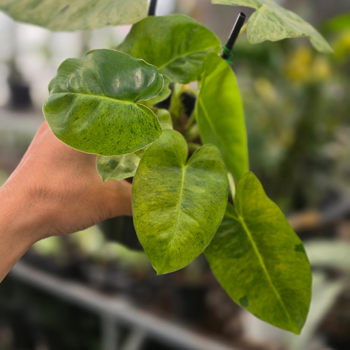 Philodendron burle marx mint variegated