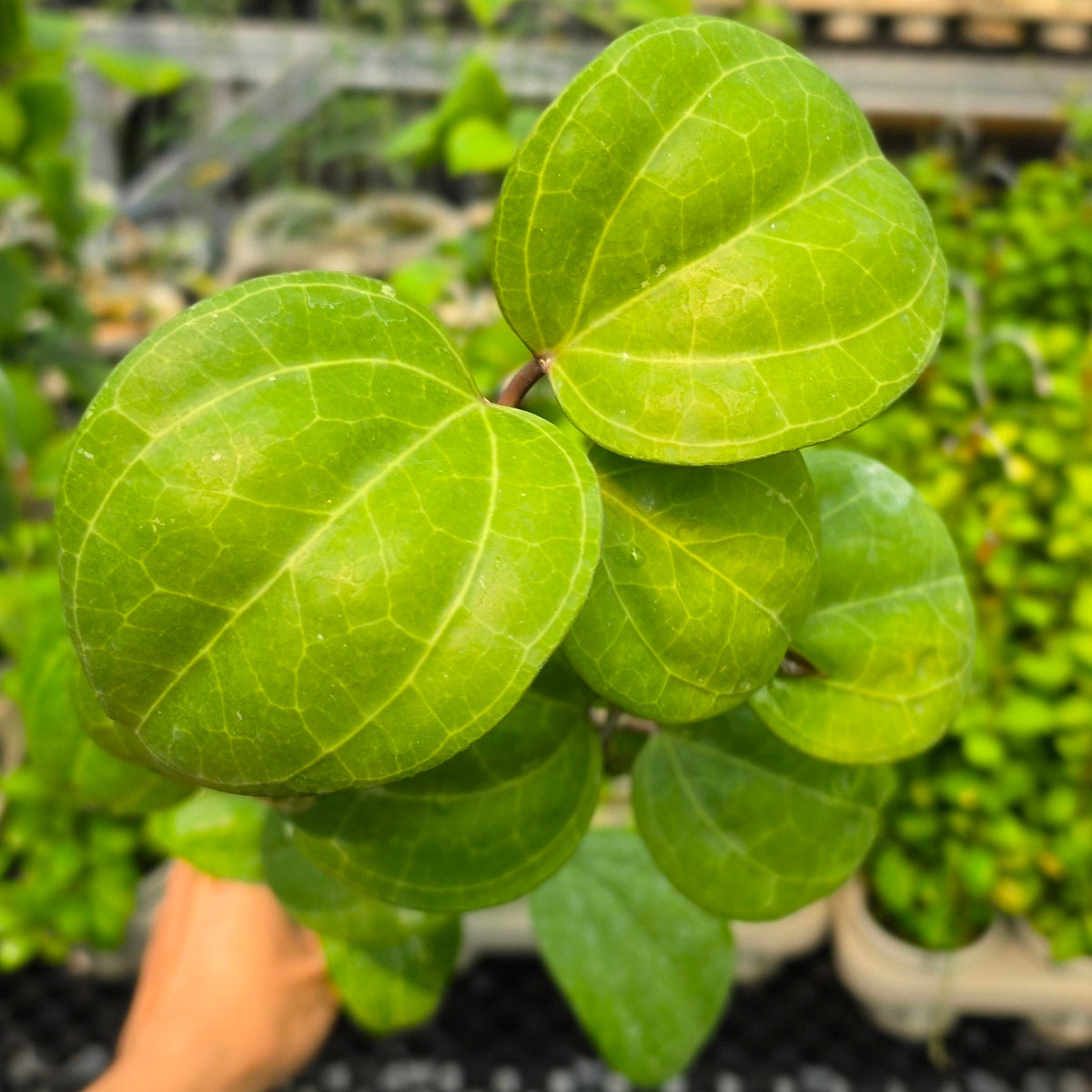 Hoya latifolia 'Sarawak Cream'